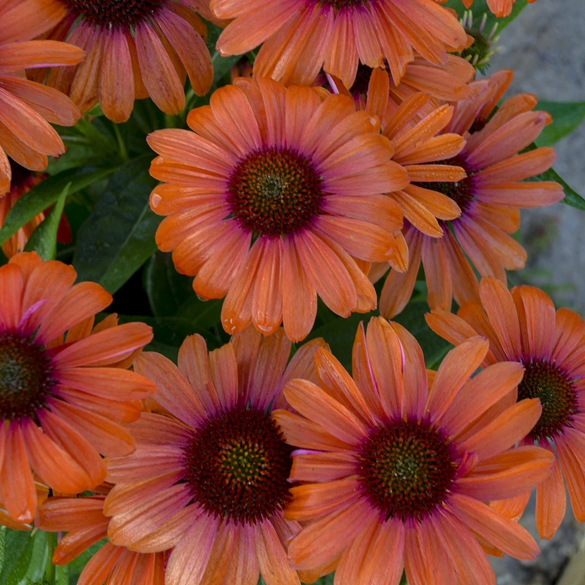Echinacea x 'Orange You Awesome'