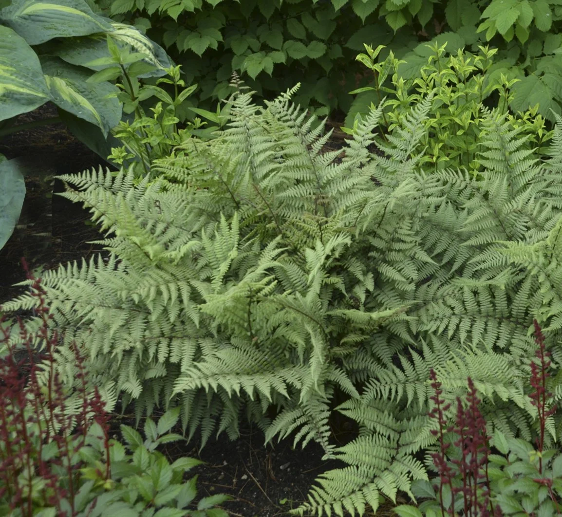 Athyrium x 'Ghost'