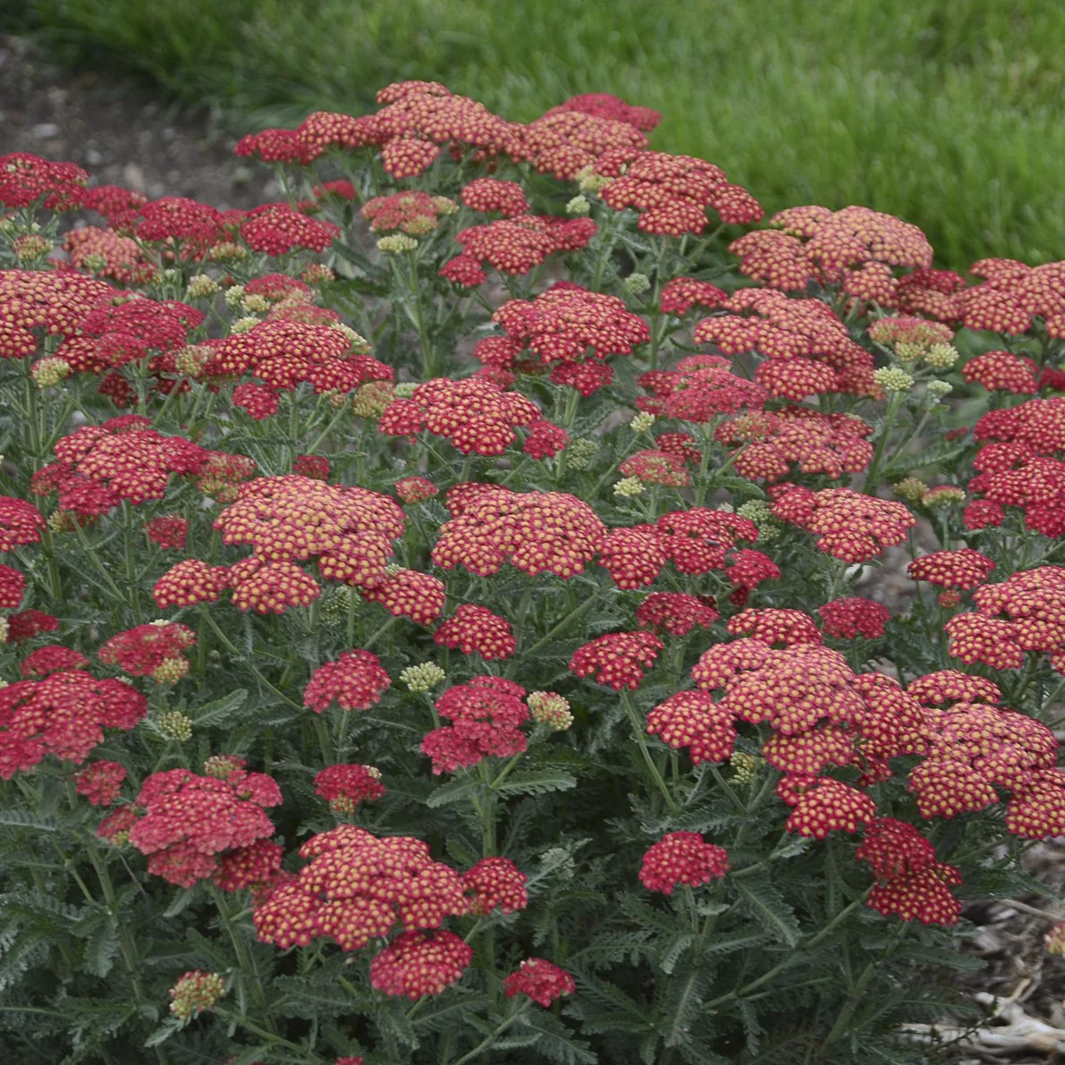 Achillea 'Firefly Red Pop' CPBRAF PP36061 0000 high res.jpg