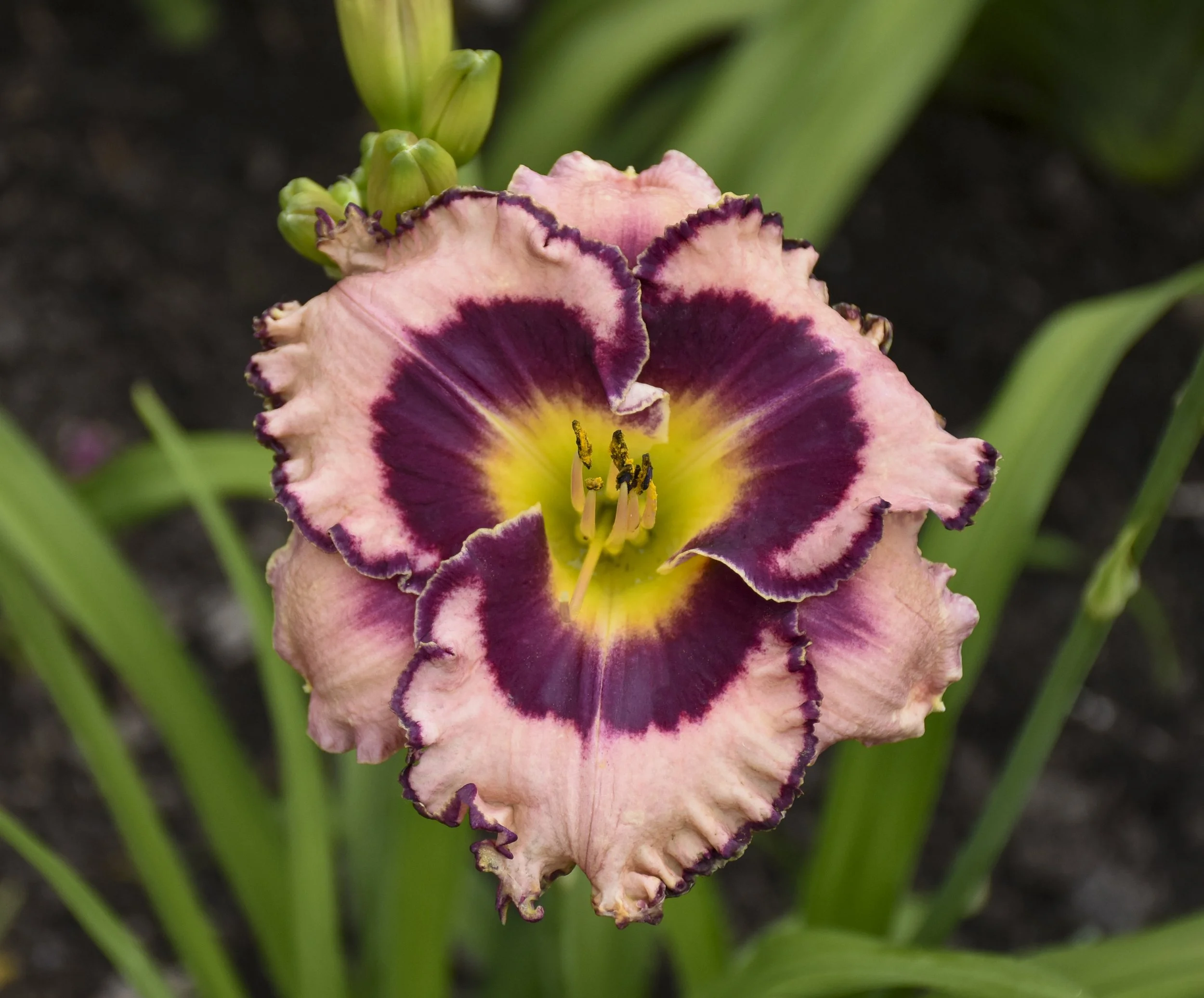 Hemerocallis 'Sound of My Heart'