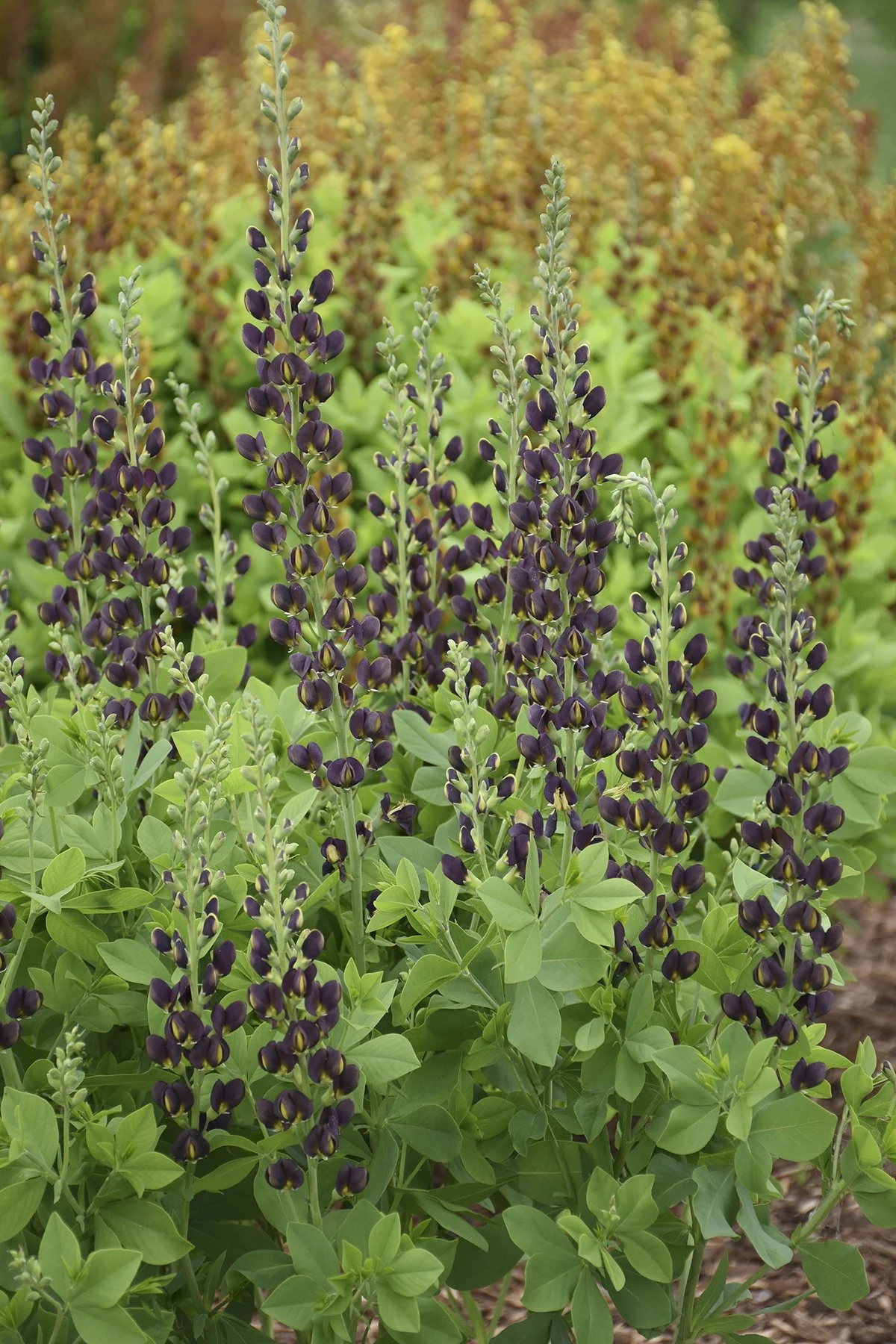 Baptisia x 'Dark Chocolate'