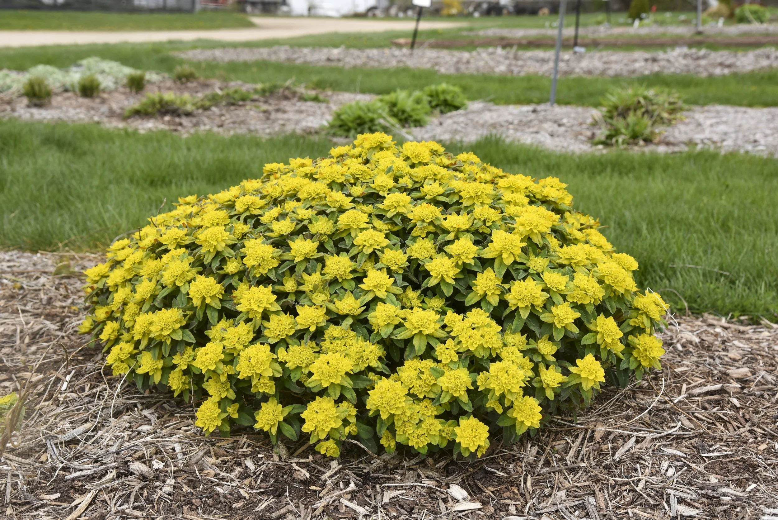 Euphorbia 'Urge to Splurge'