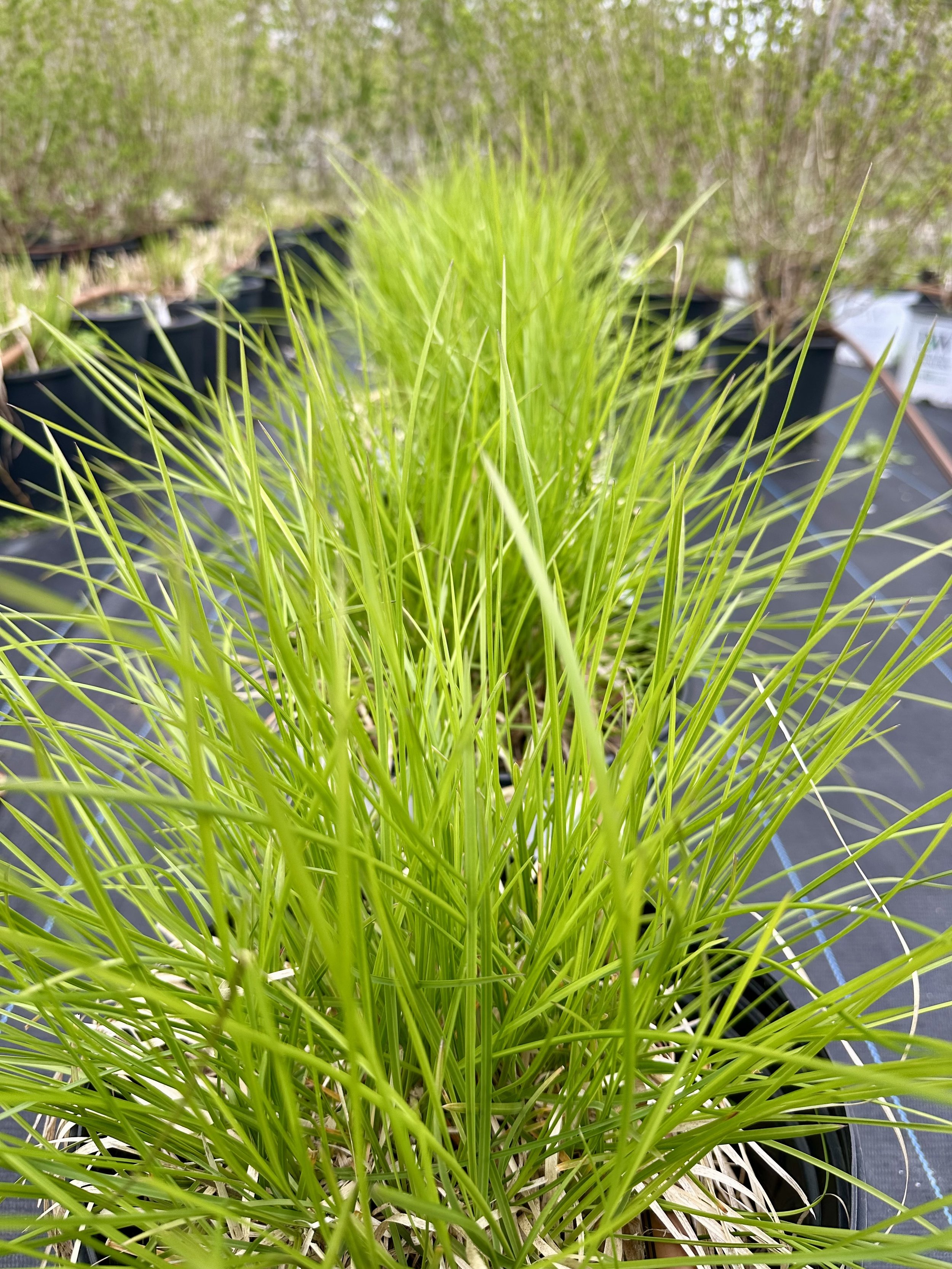 Sesleria autumnalis (Autumn Moor Grass)