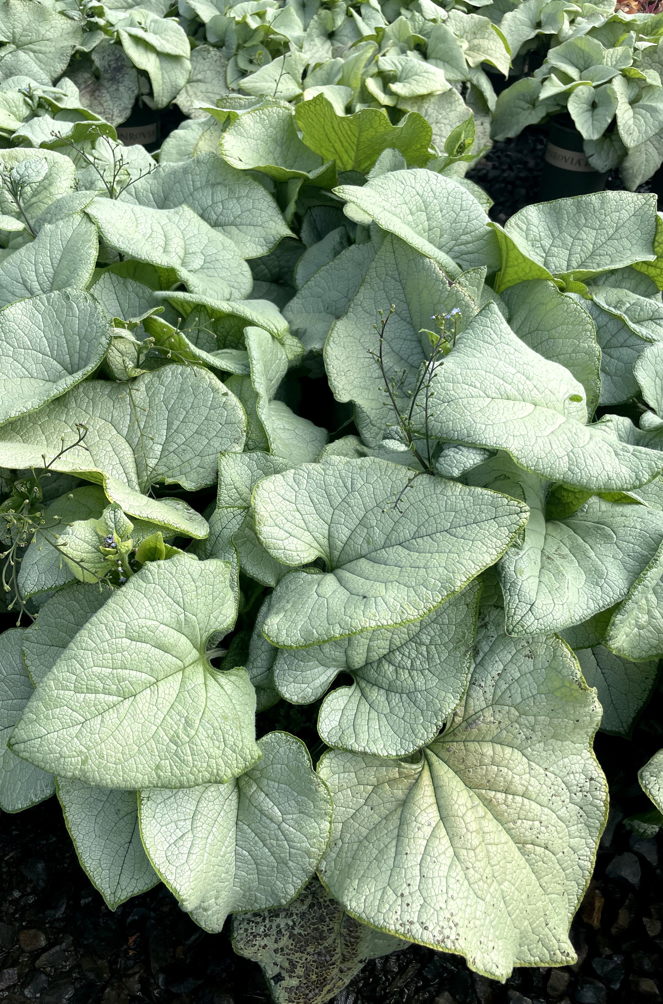 Brunnera 'Alexandria'