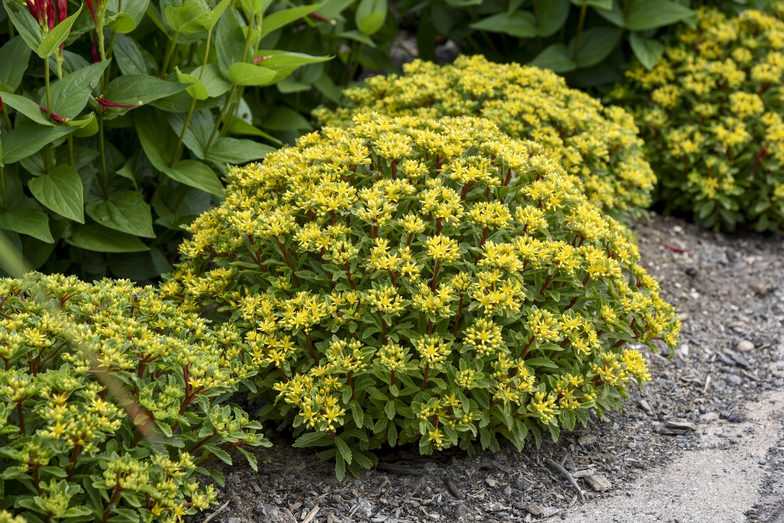 Sedum x 'Bright Idea'