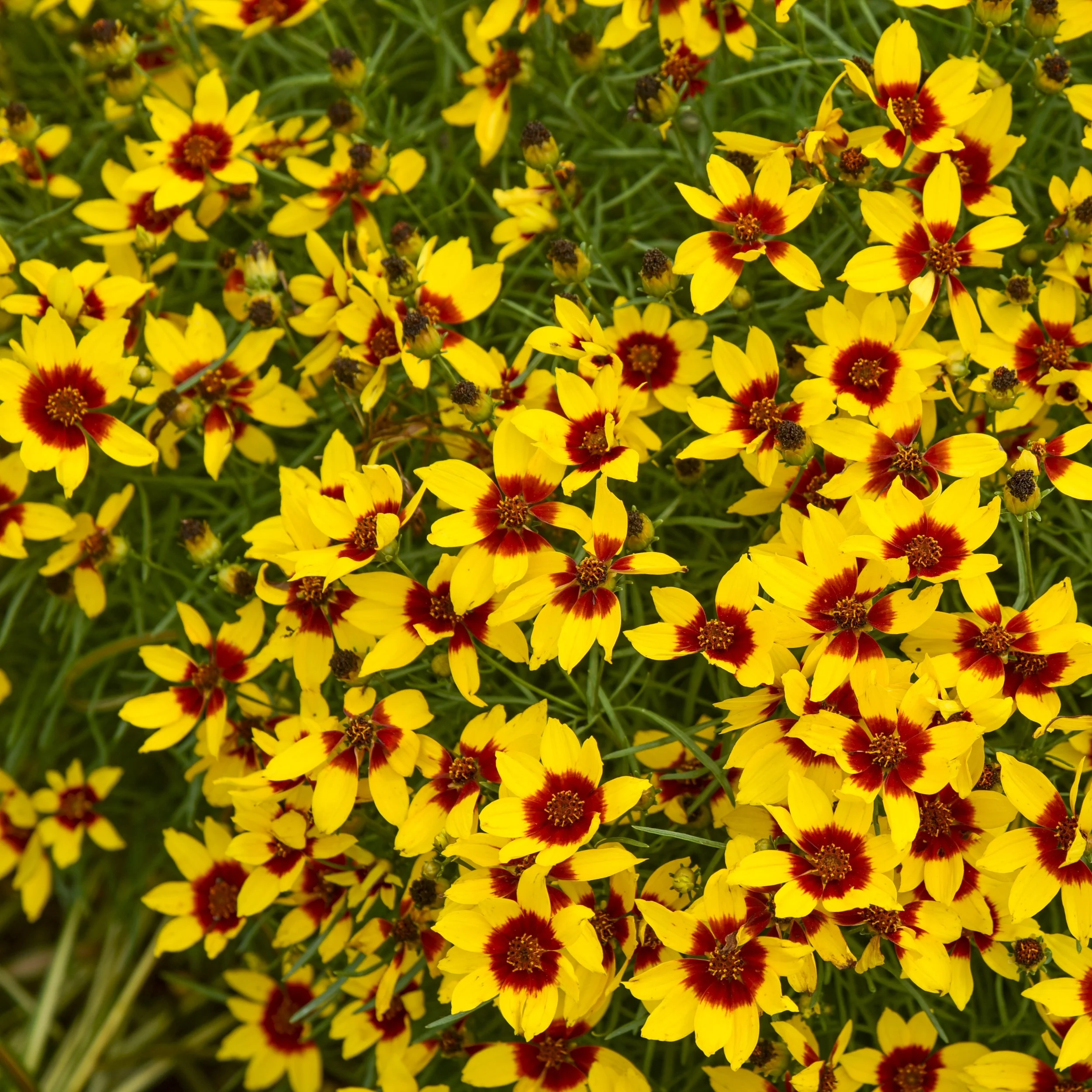 Coreopsis verticillata 'Golden Needles'