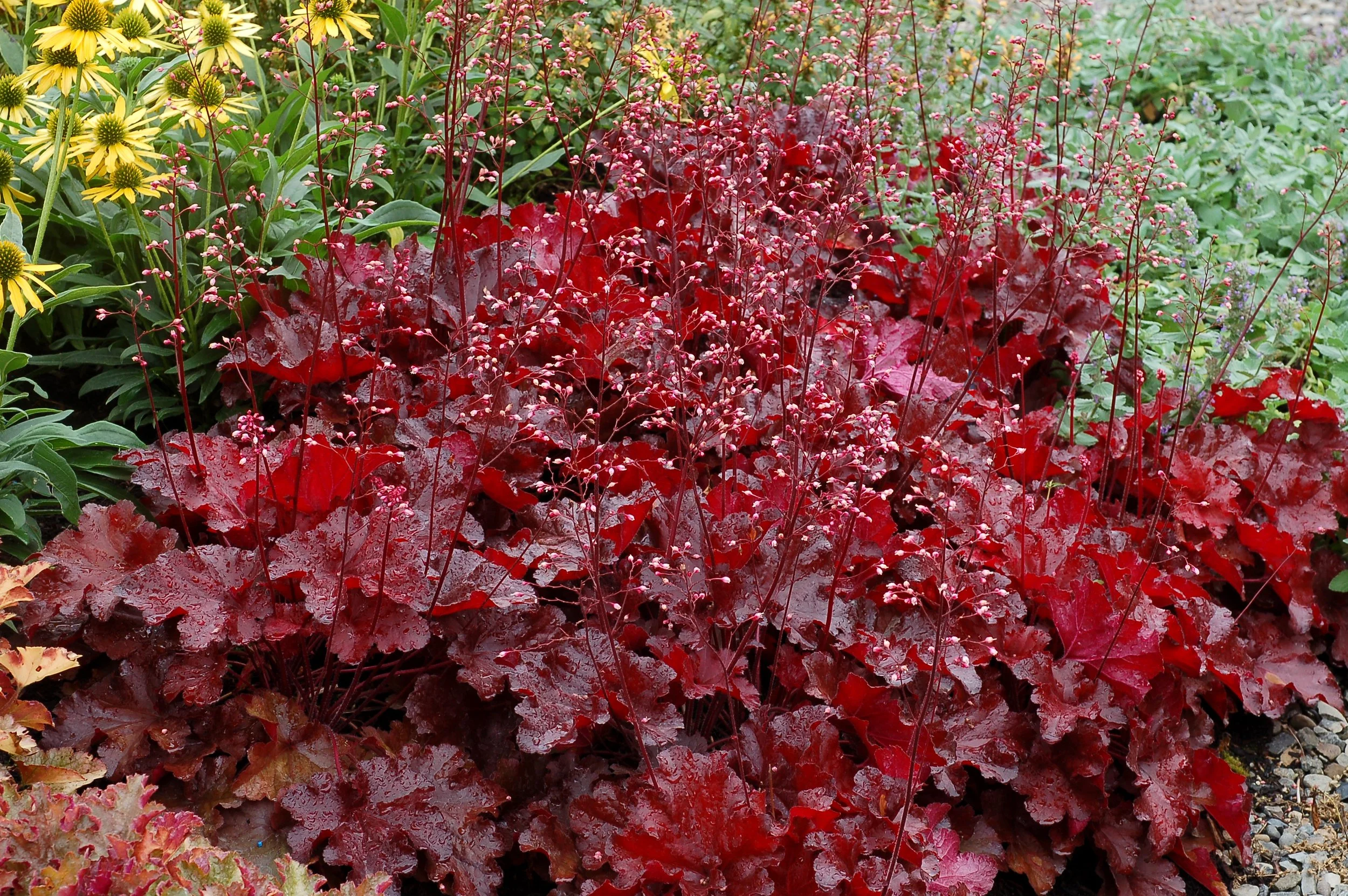 Heuchera-Forever-Red-18.jpg