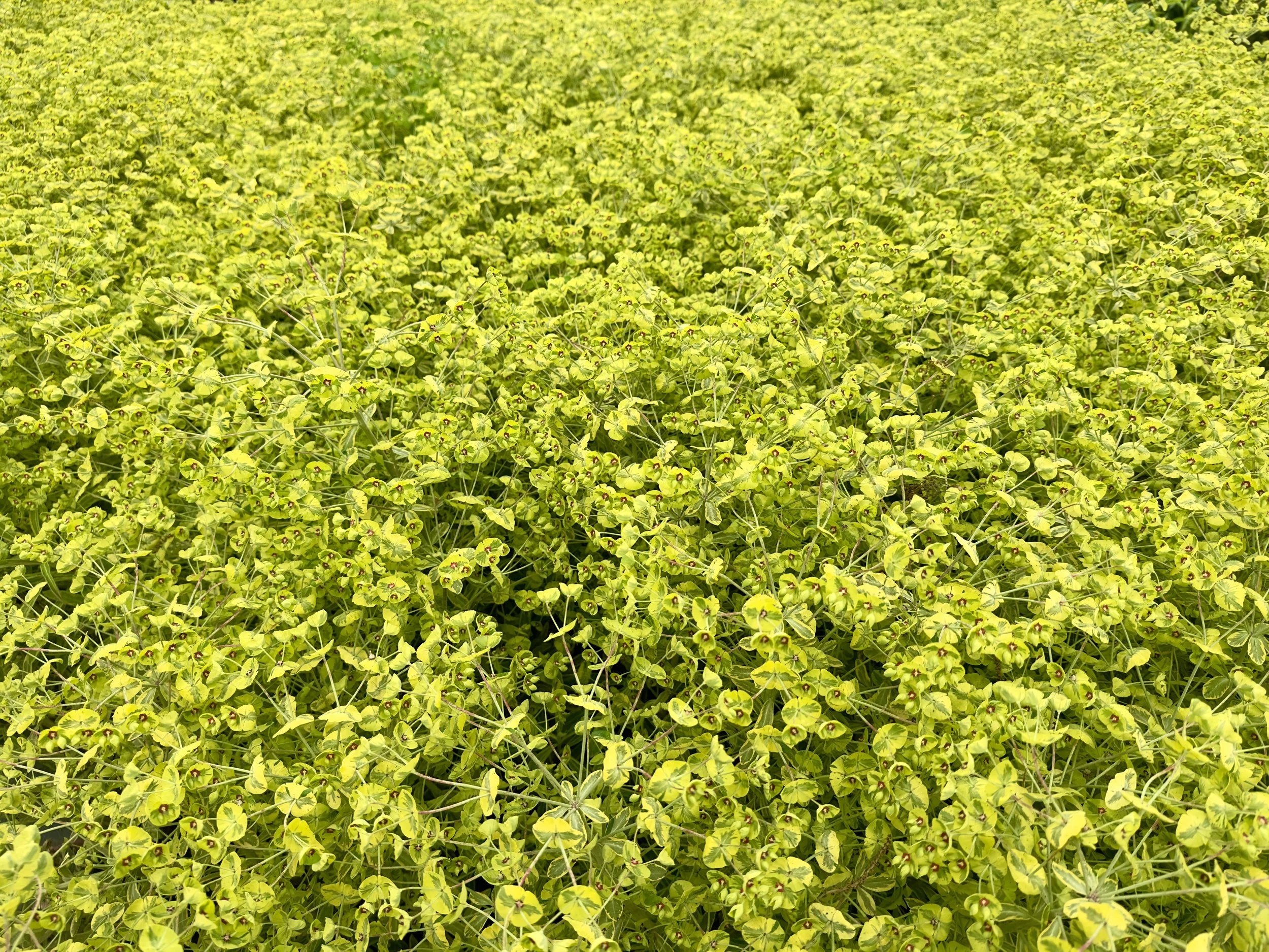 Euphorbia x martinii 'Ascot Rainbow'