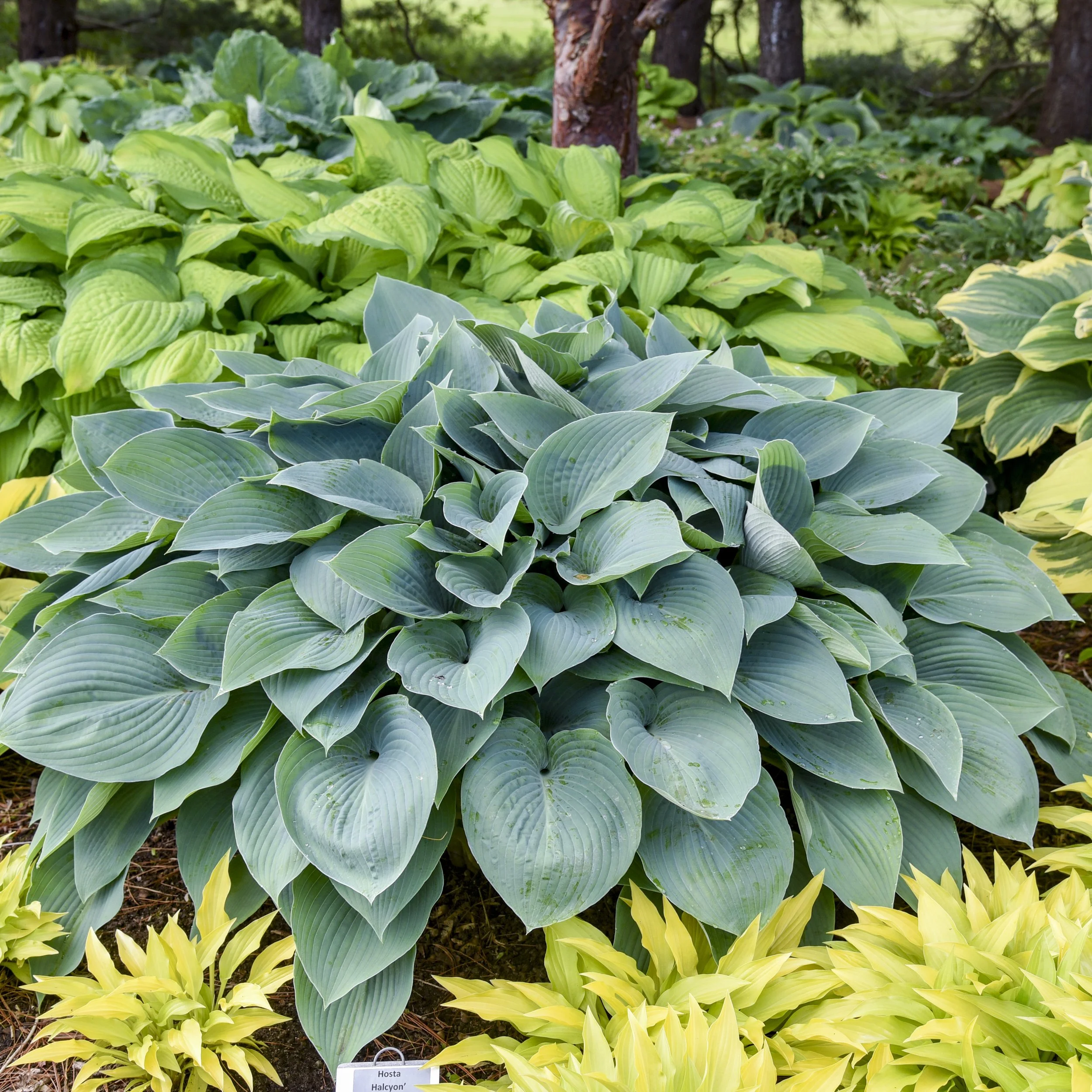 Hosta tardiana 'Halcyon'