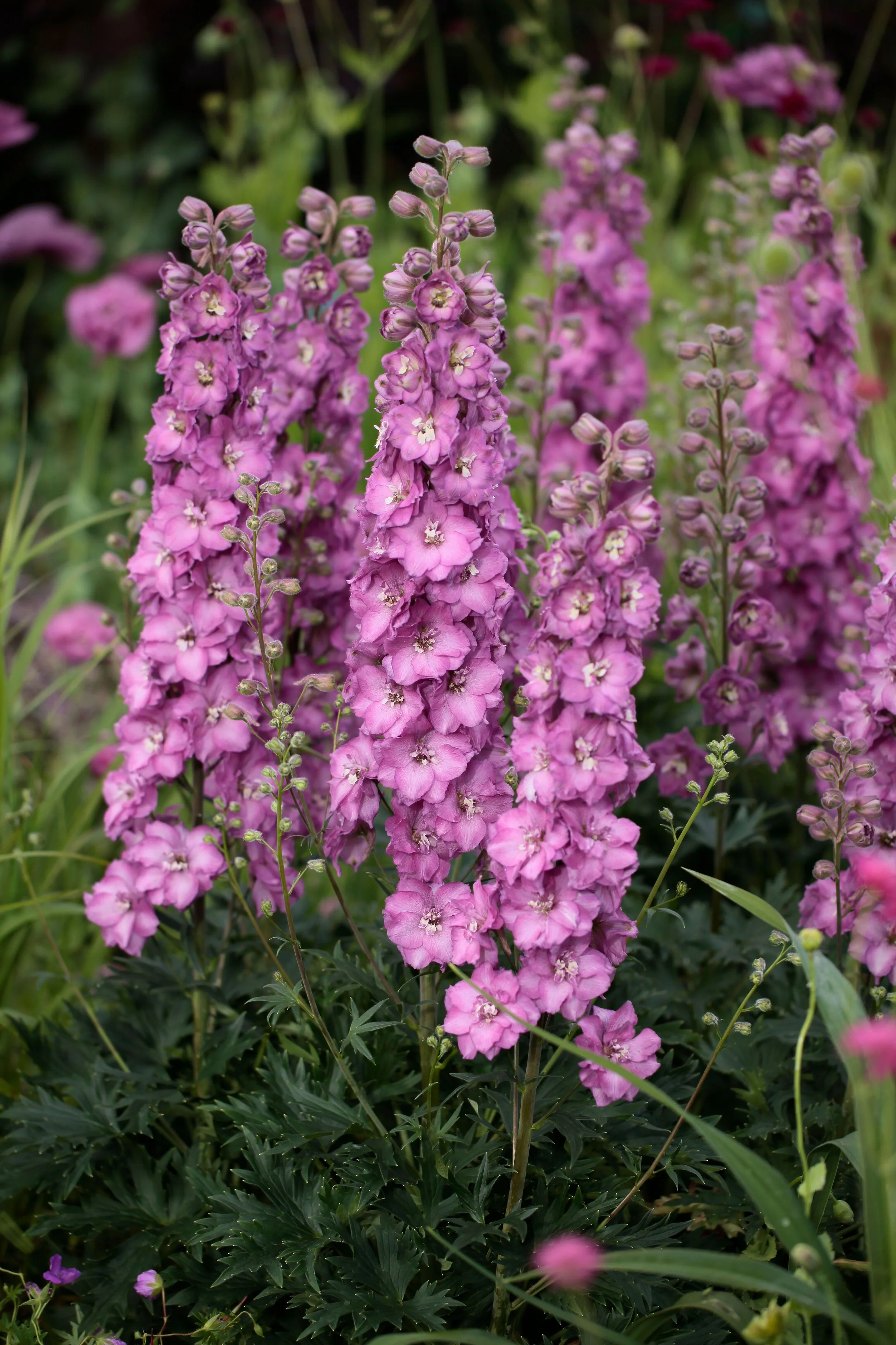Delphinium x 'Chantay'