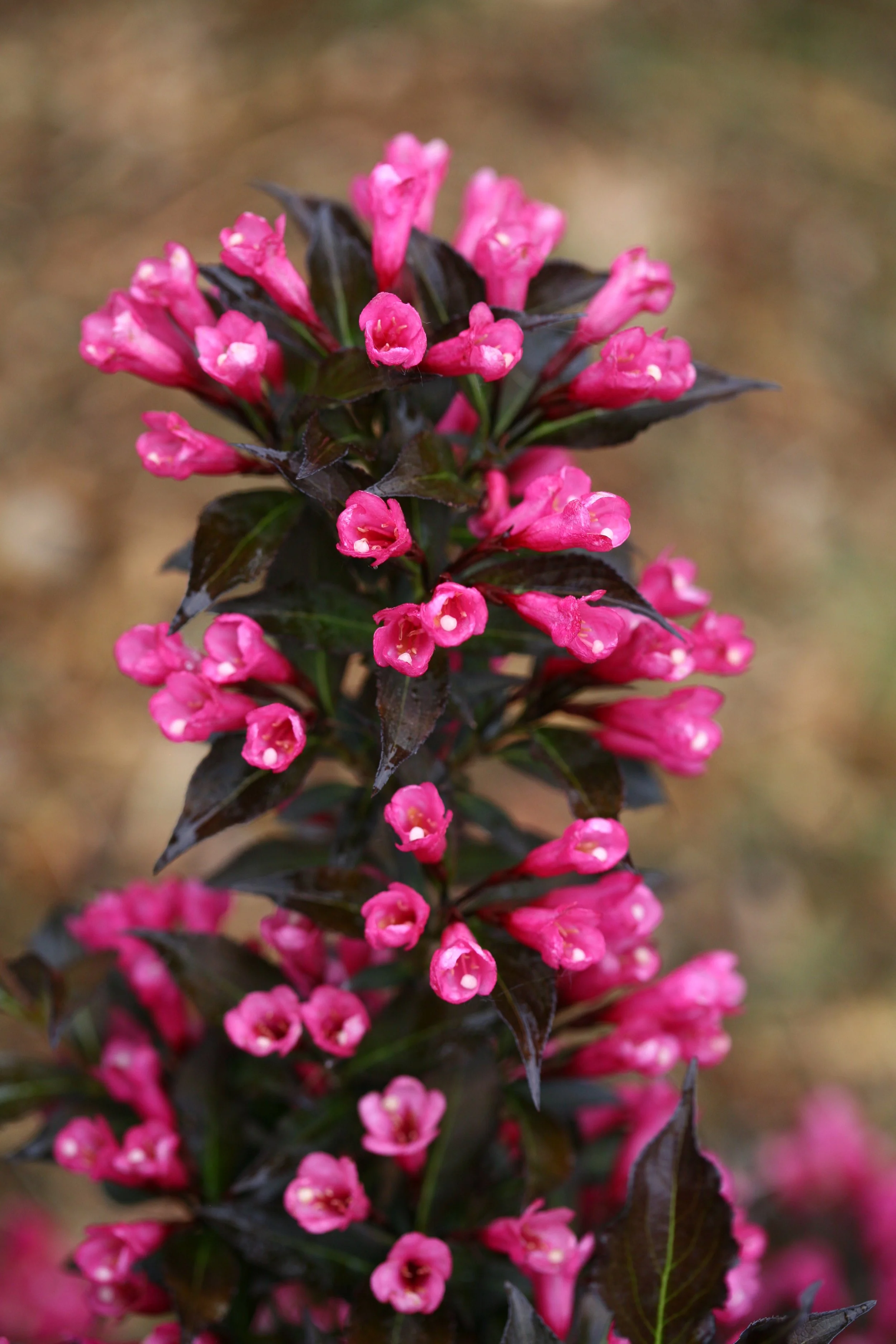Weigela florida Spilled Wine®