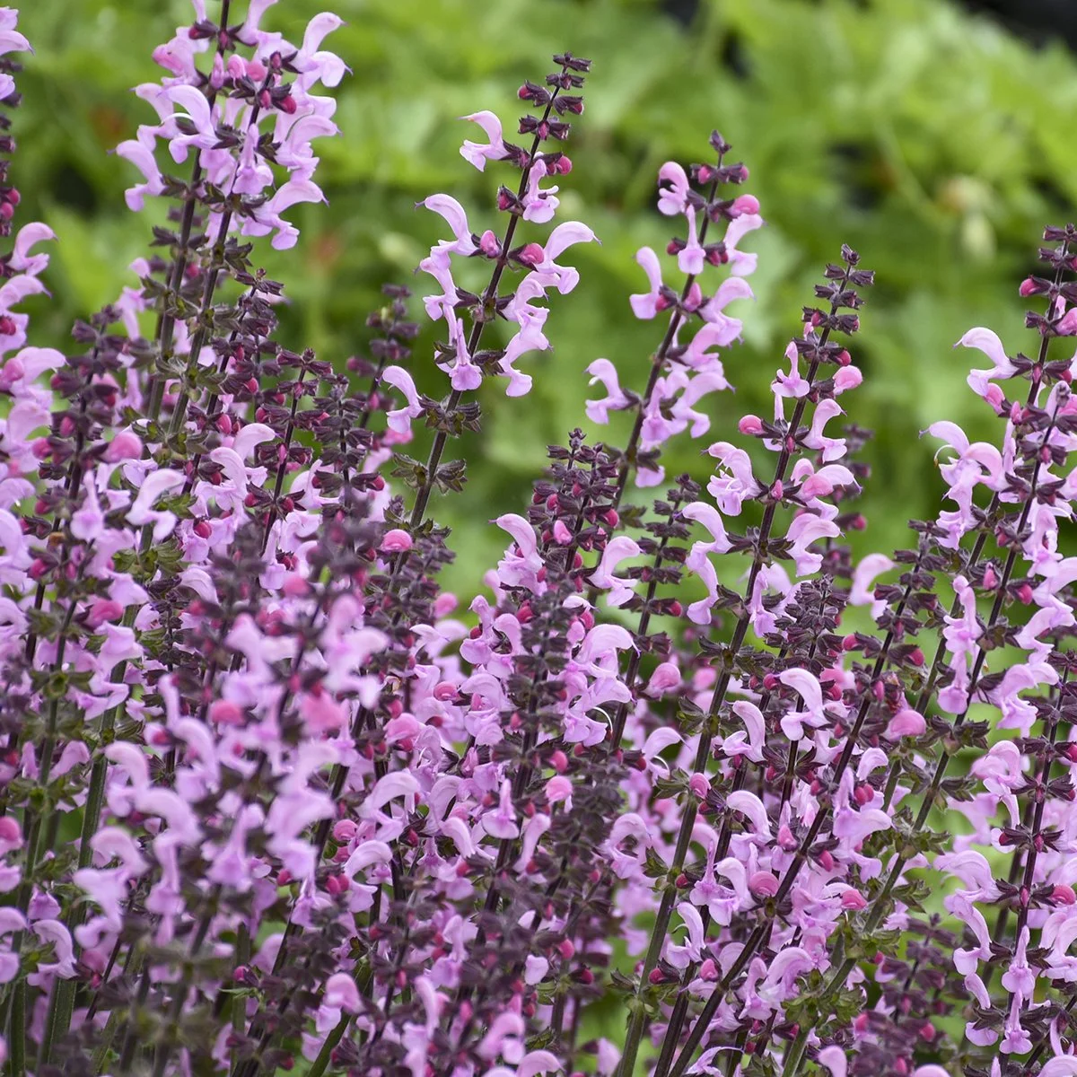 Salvia 'Pink Dawn' PP26343 CPBR5569 0000 high res.jpg