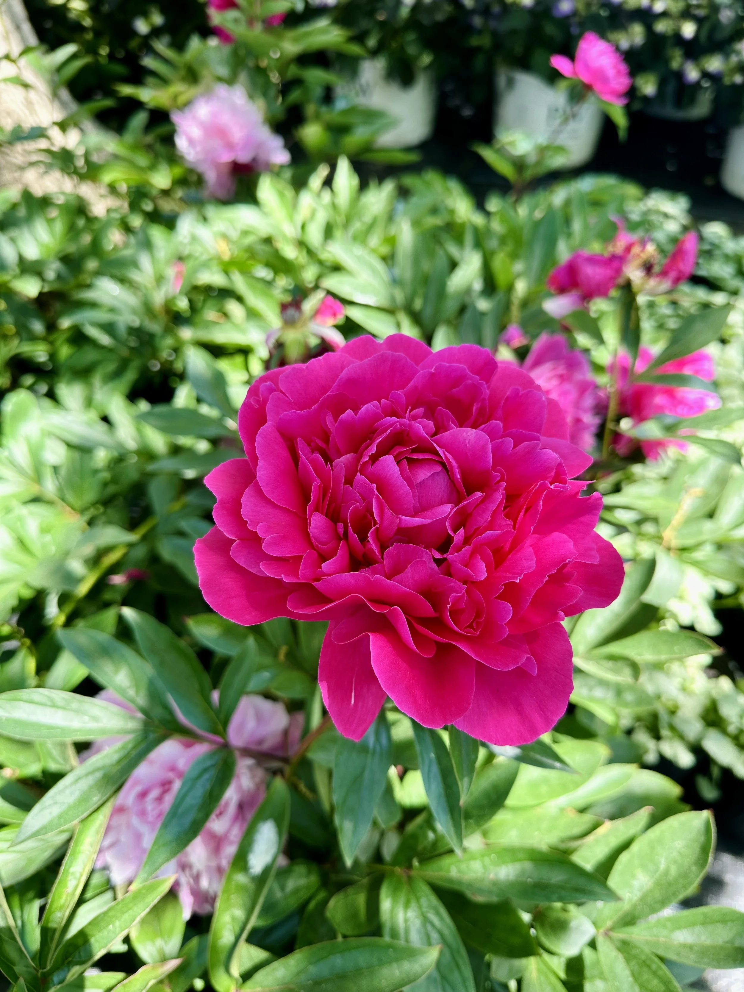 Paeonia lactiflora 'Kansas'