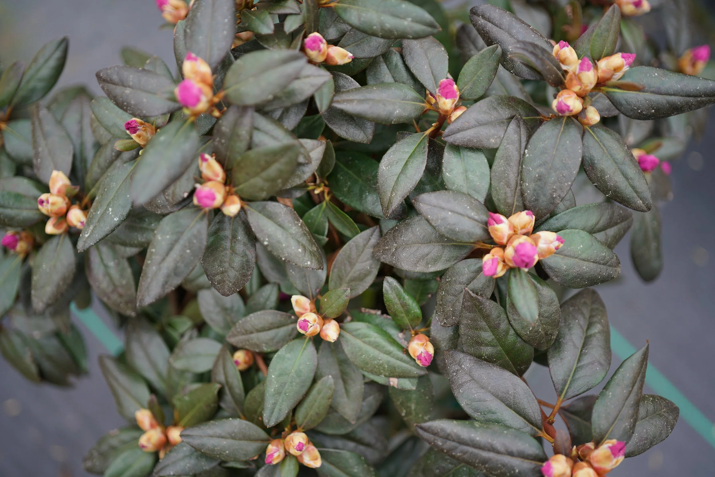 rhododendron_black_hat_2.jpg