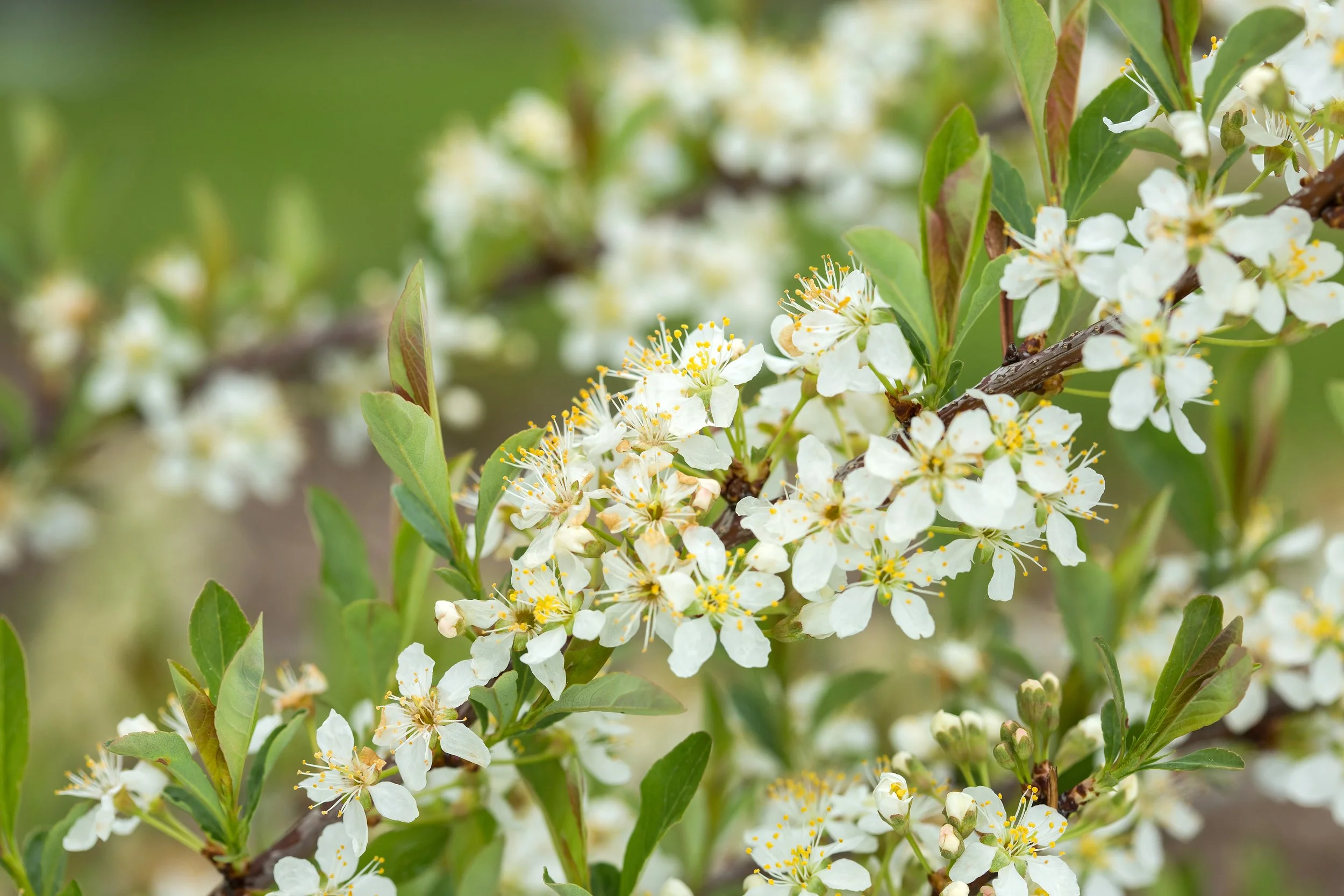 PrunusJadeParade-041-12472.jpg