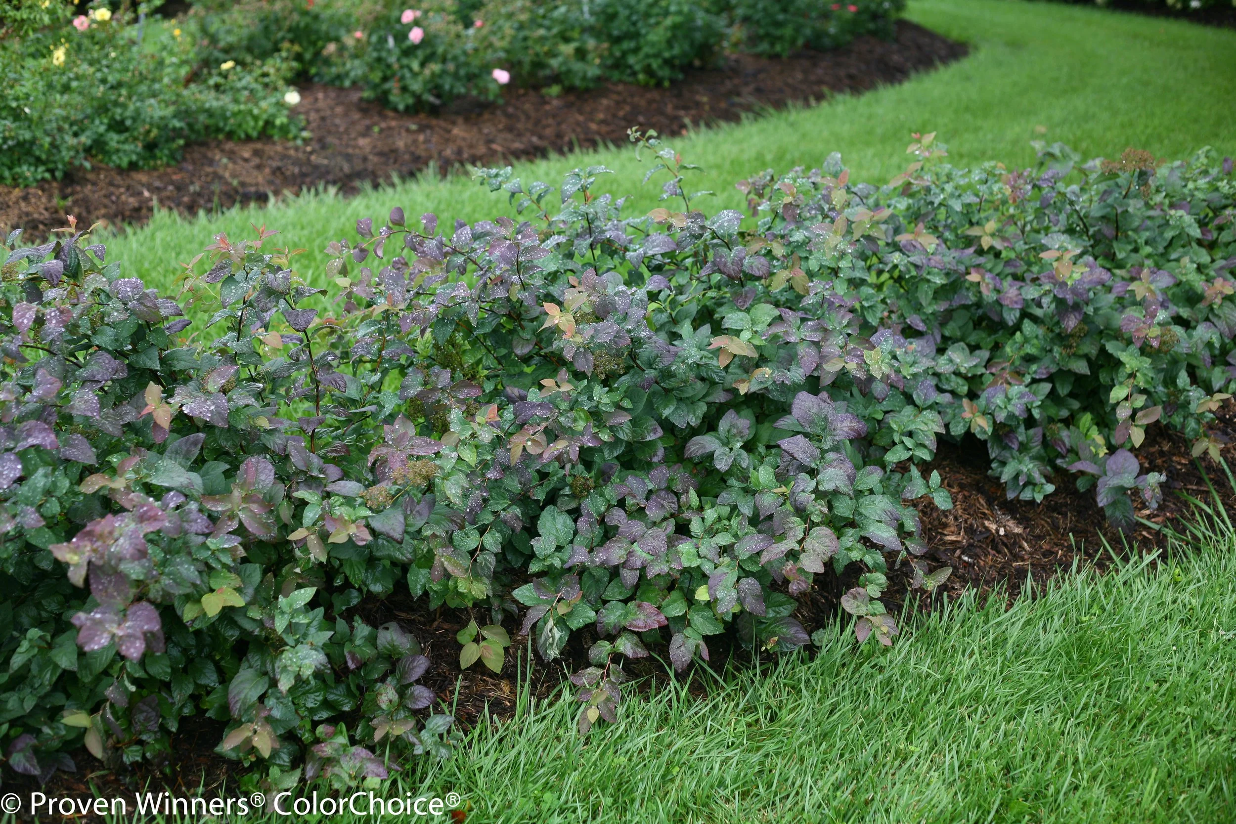 double_play_blue_kazoo_spirea-3381.jpg