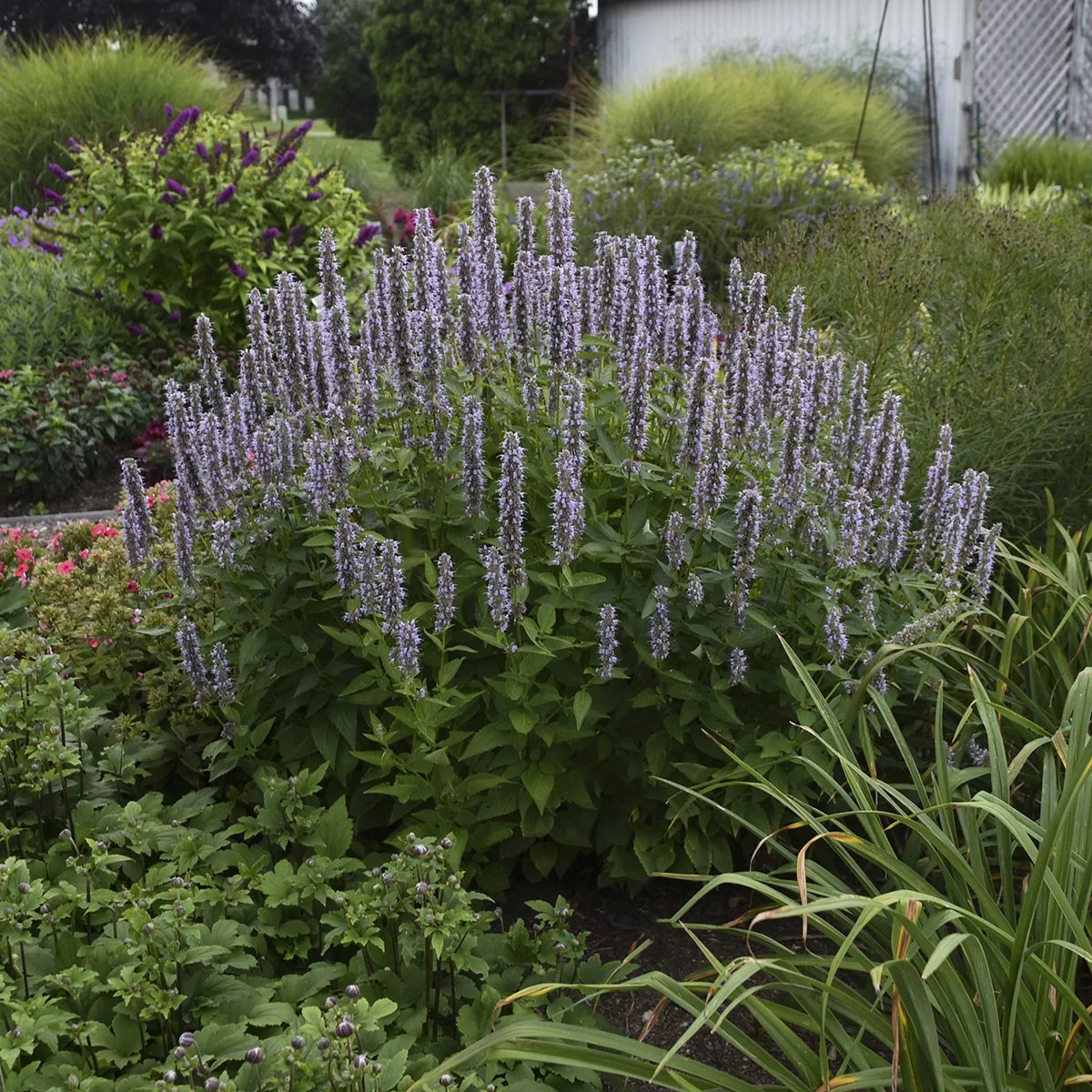 Agastache 'Blue Fortune' 0001 high res.jpg