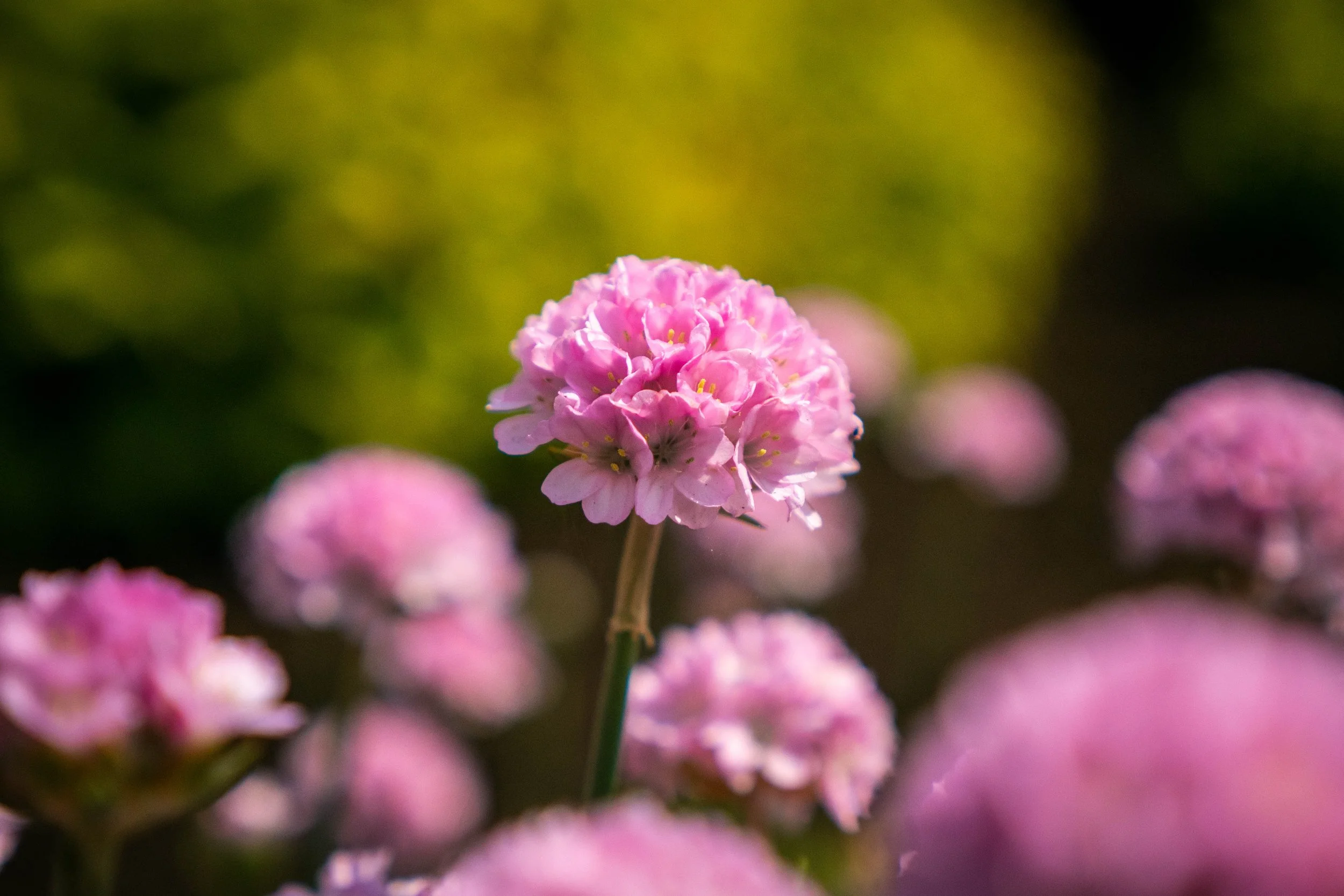 Armeria pseudarmeria 'Sweet Dreams'