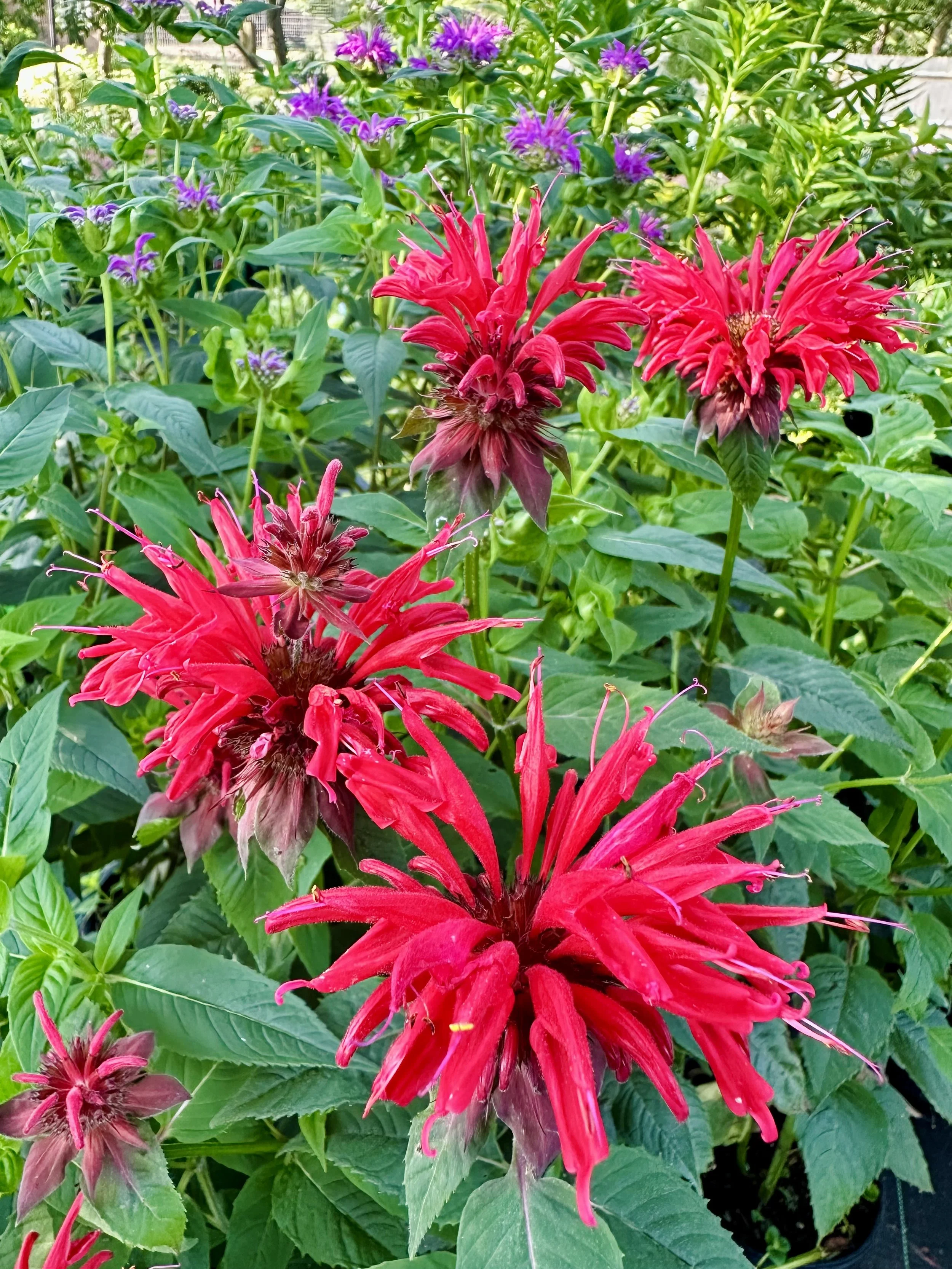 Monarda didyma 'Jacob Cline'