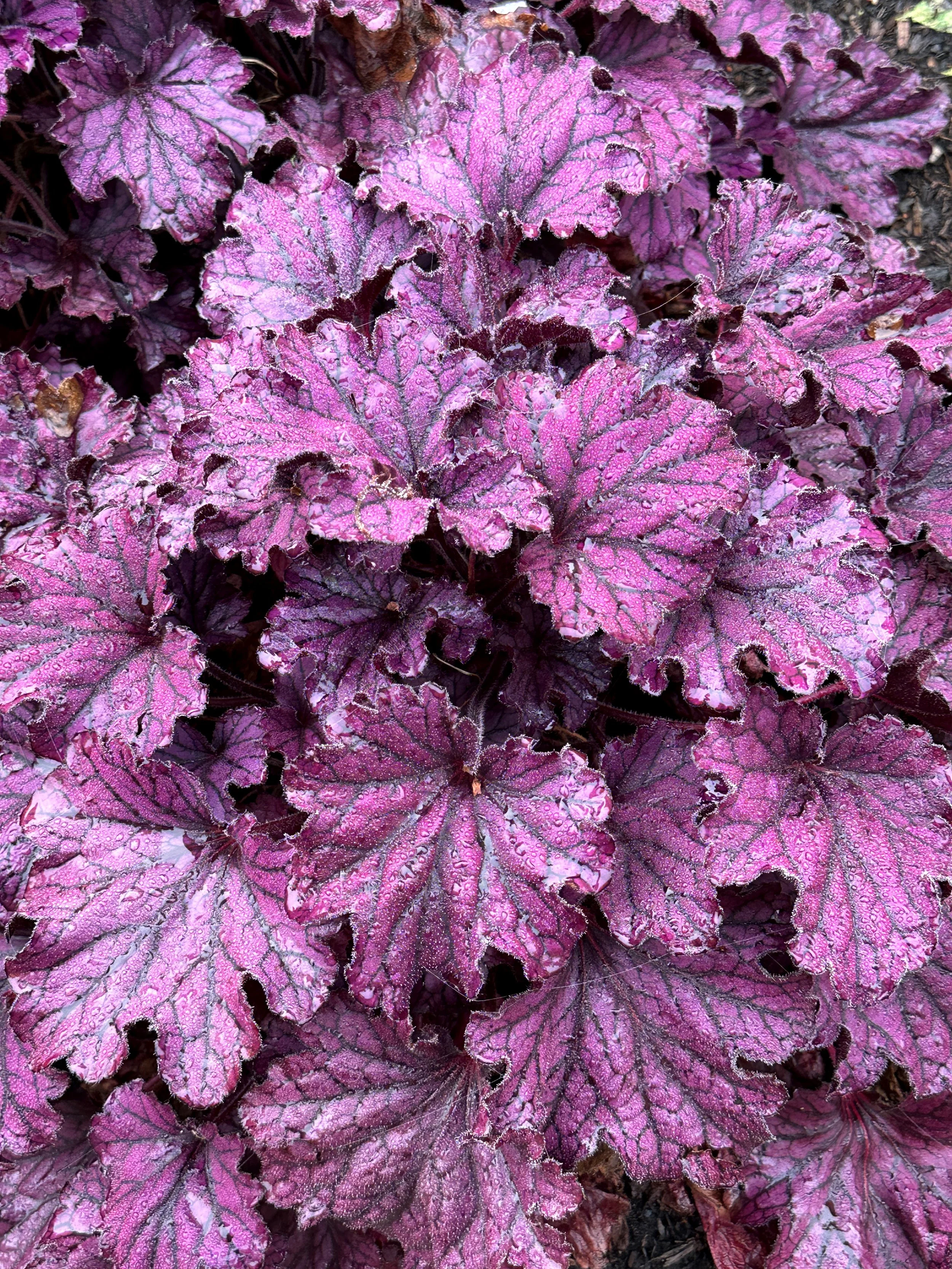 Heuchera-Forever-Purple-23.jpg
