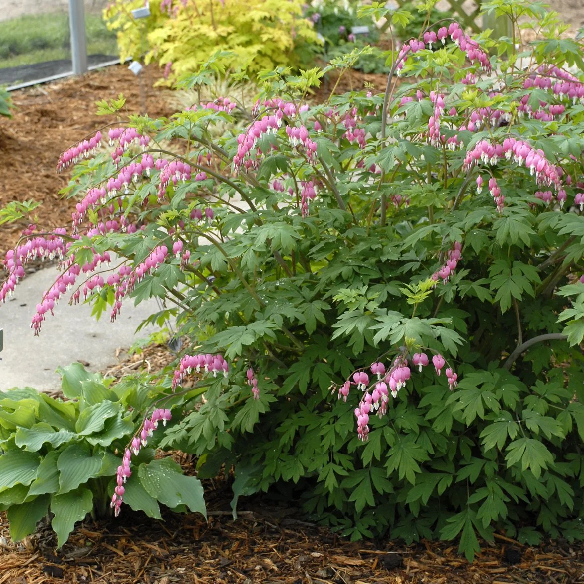 Dicentra spectabilis 0002 high res.jpg