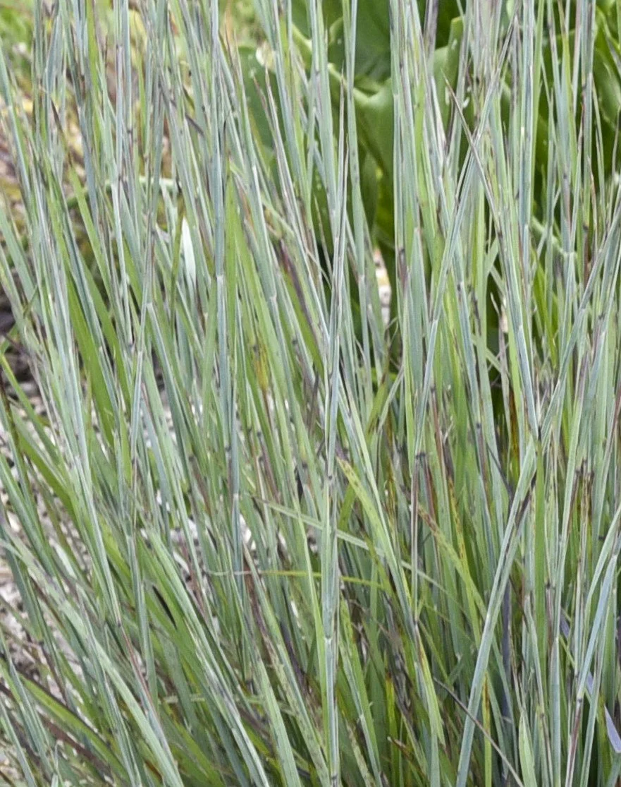 Schizachyrium scoparium 'Brush Strokes'