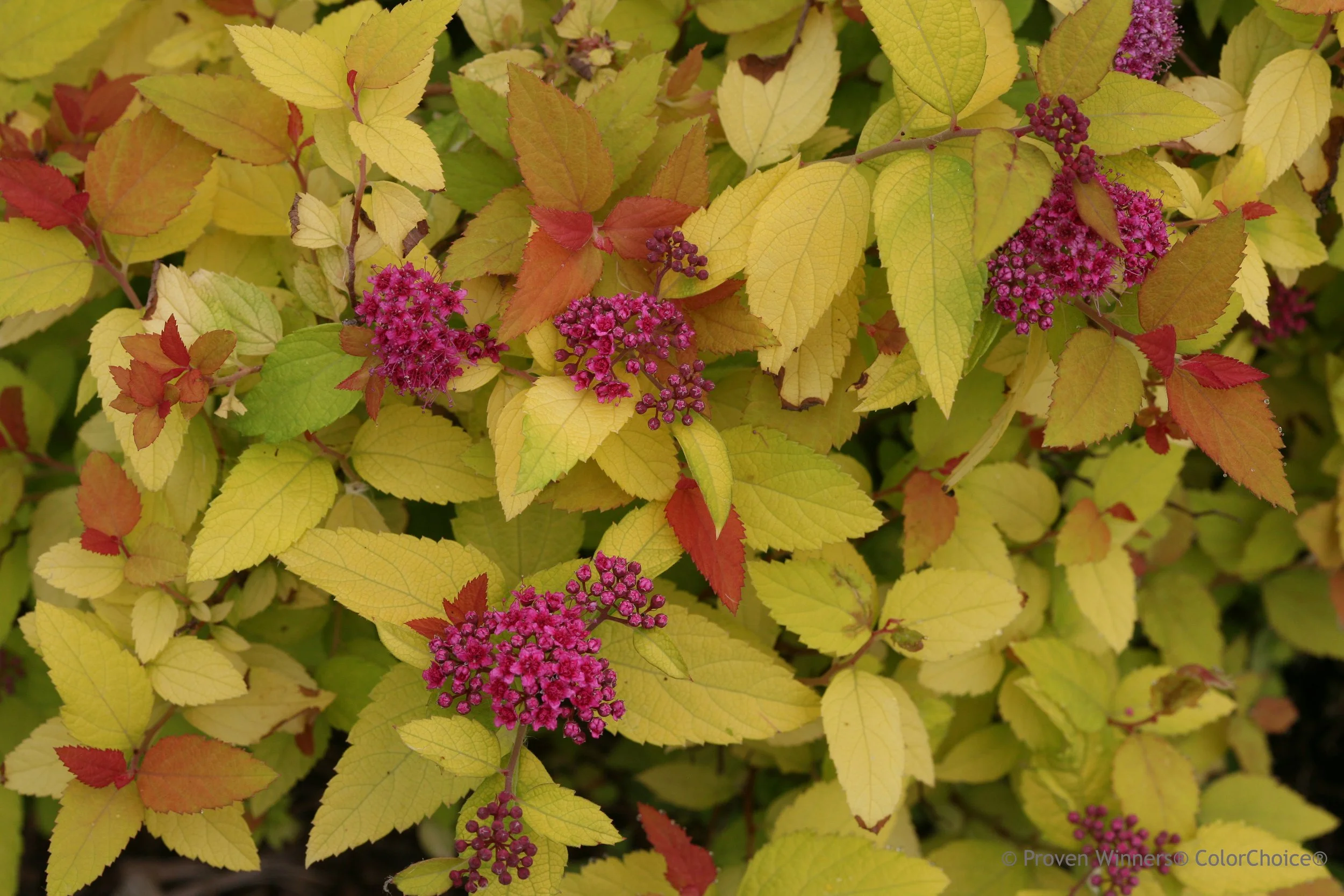 double_play_candy_corn_spirea_flowers.jpg