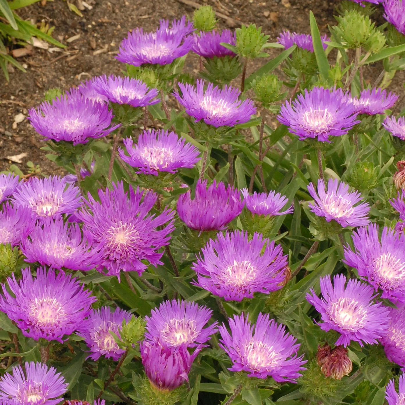 Stokesia laevis 'Honeysong Purple' 0001 high res.jpg