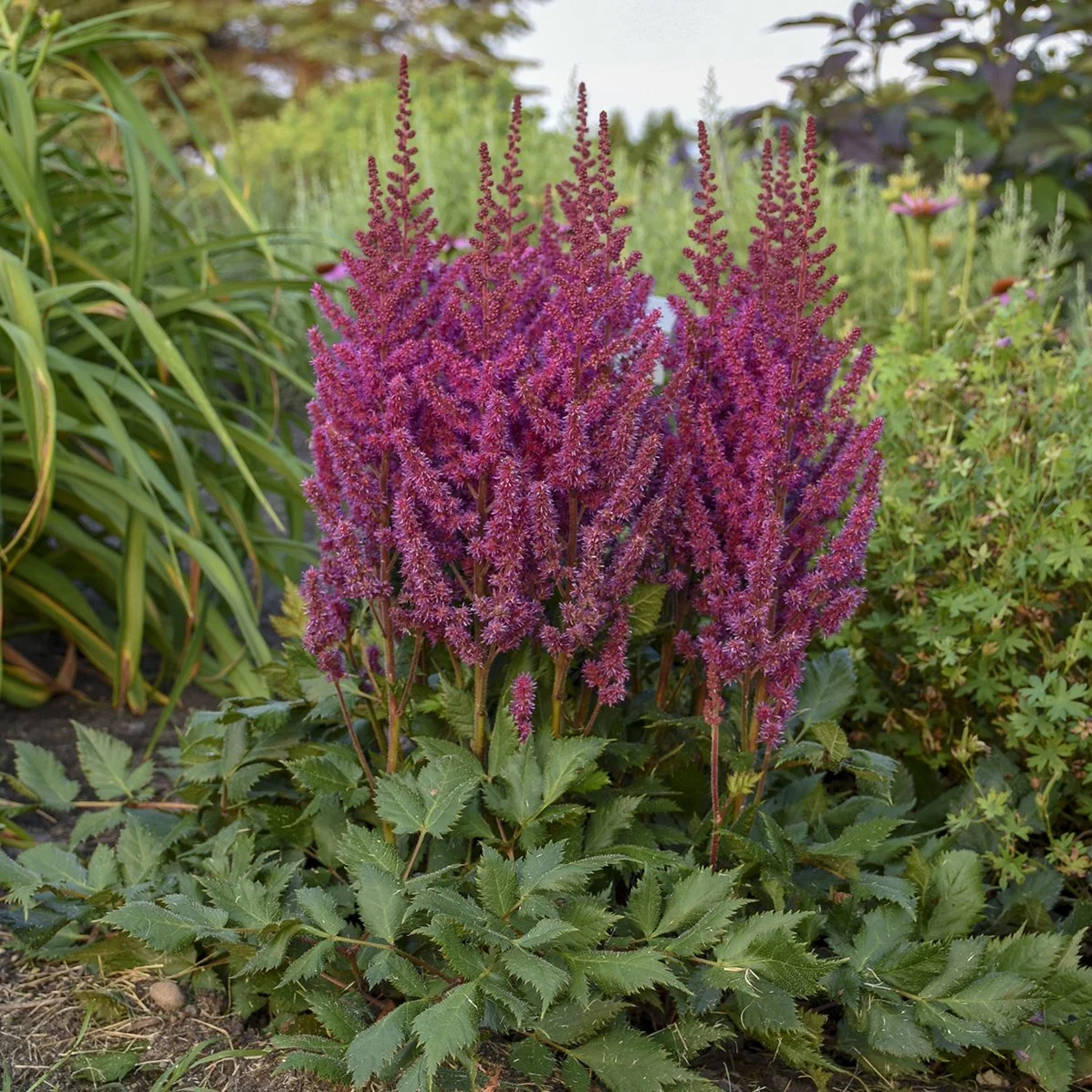 Astilbe chinensis 'Visions' 0002 high res.jpg