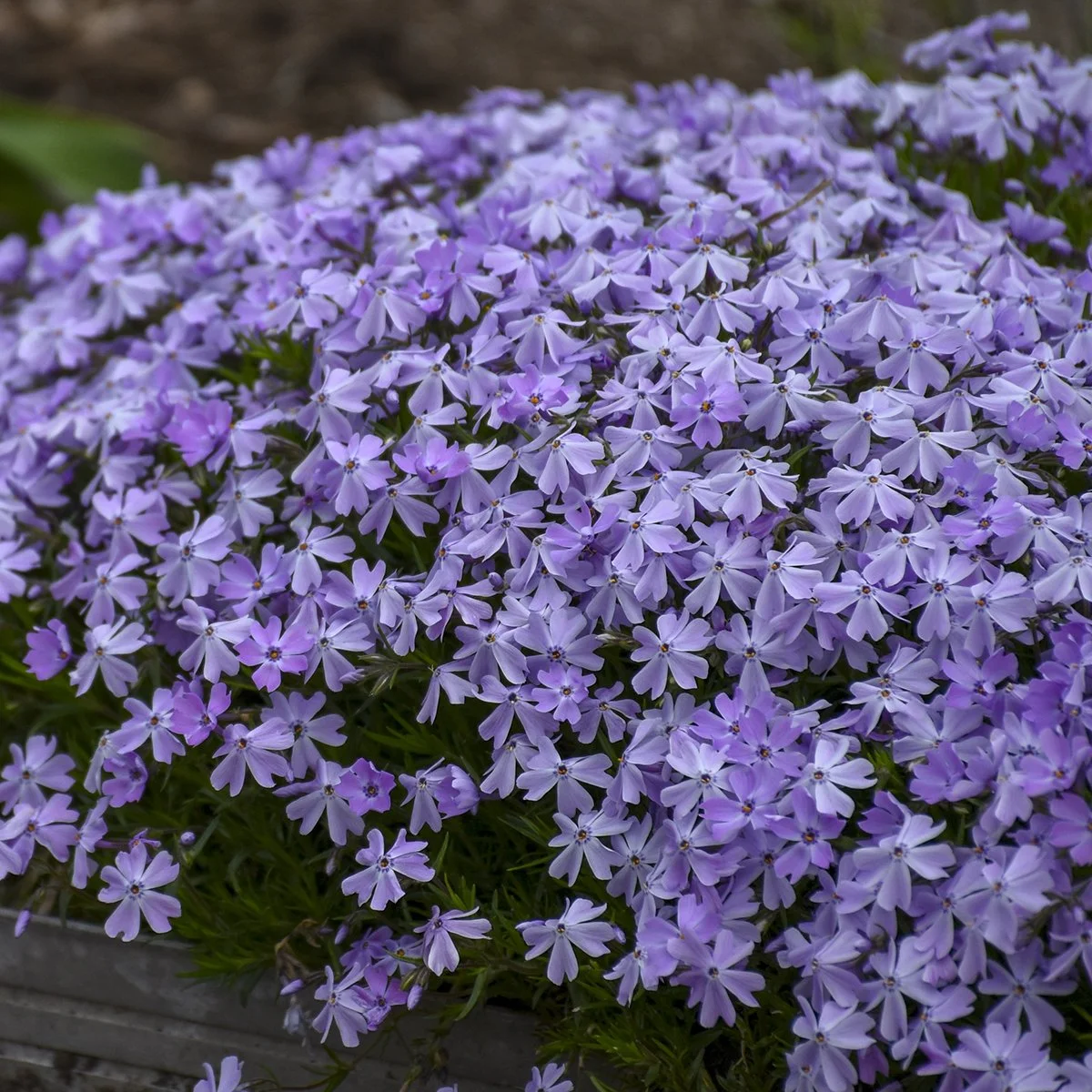 Phlox subulata 'Blue Emerald' 0000 high res.jpg