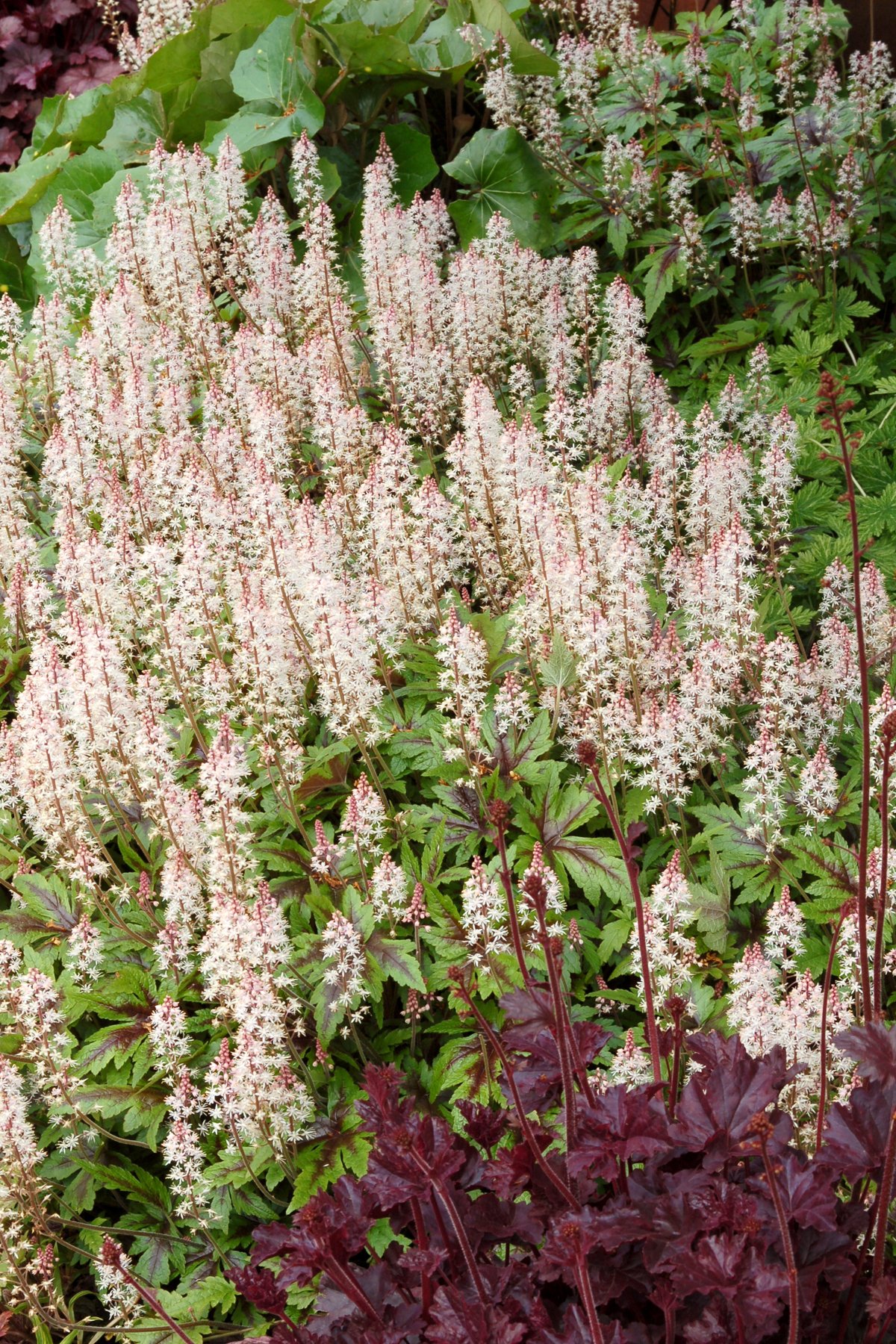 Tiarella-Sugar-and-Spice-4.jpg