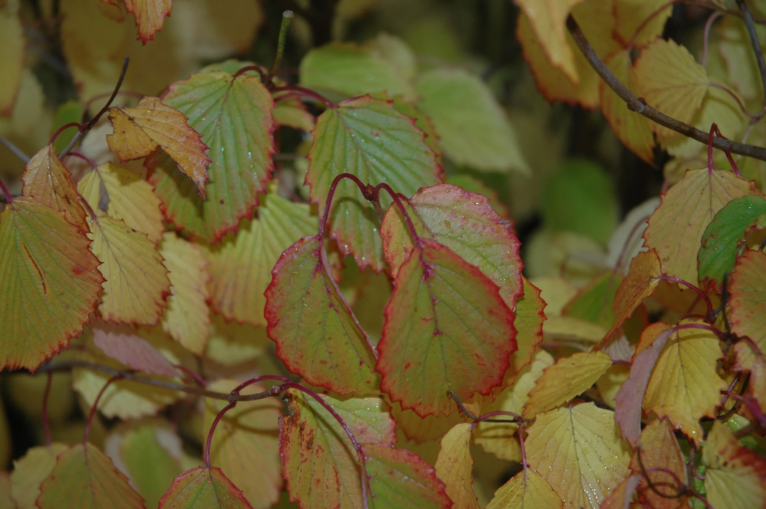 vib-autumn-jazz-0006.jpg
