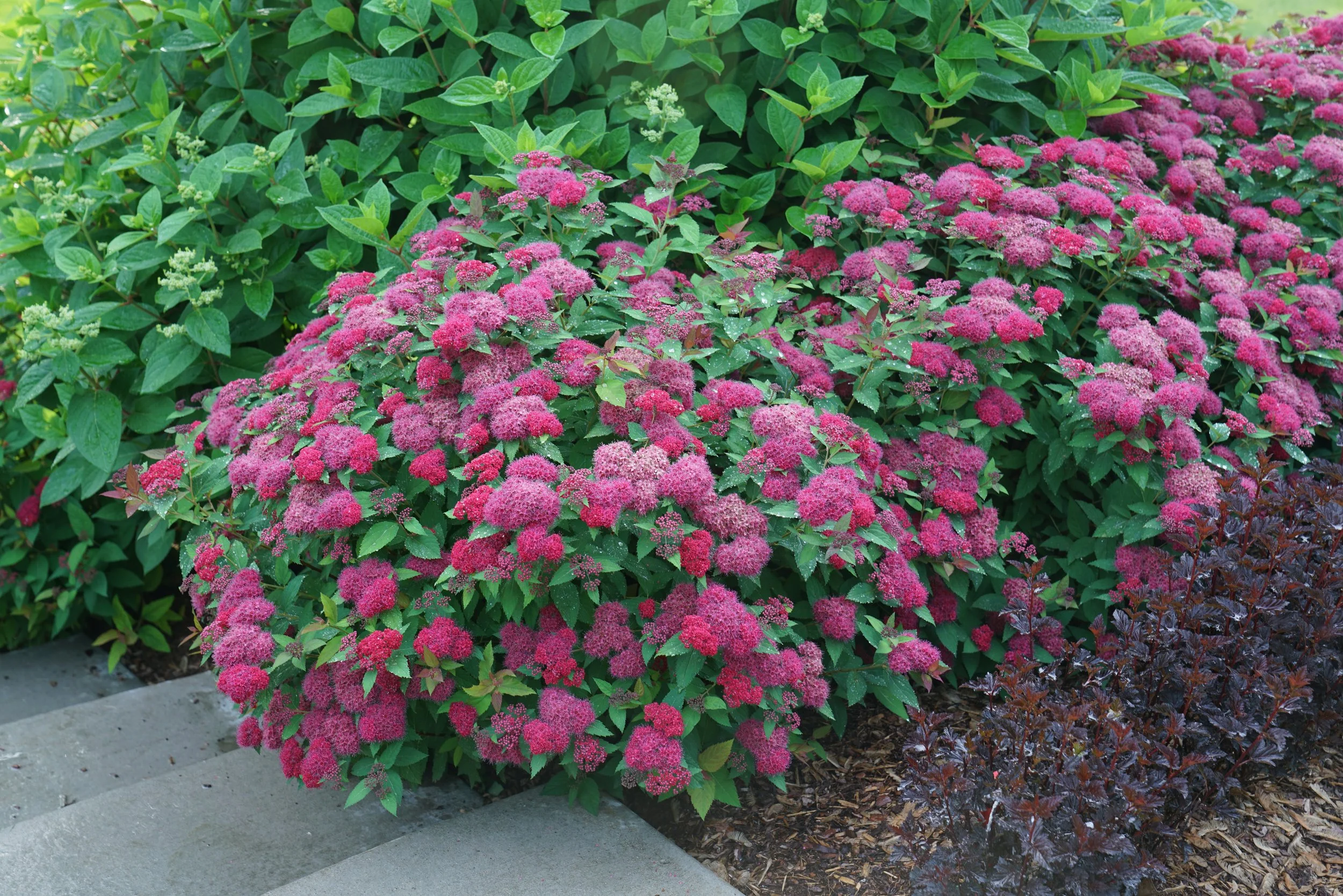 spiraea_double_play_doozie_dsc00446.jpg