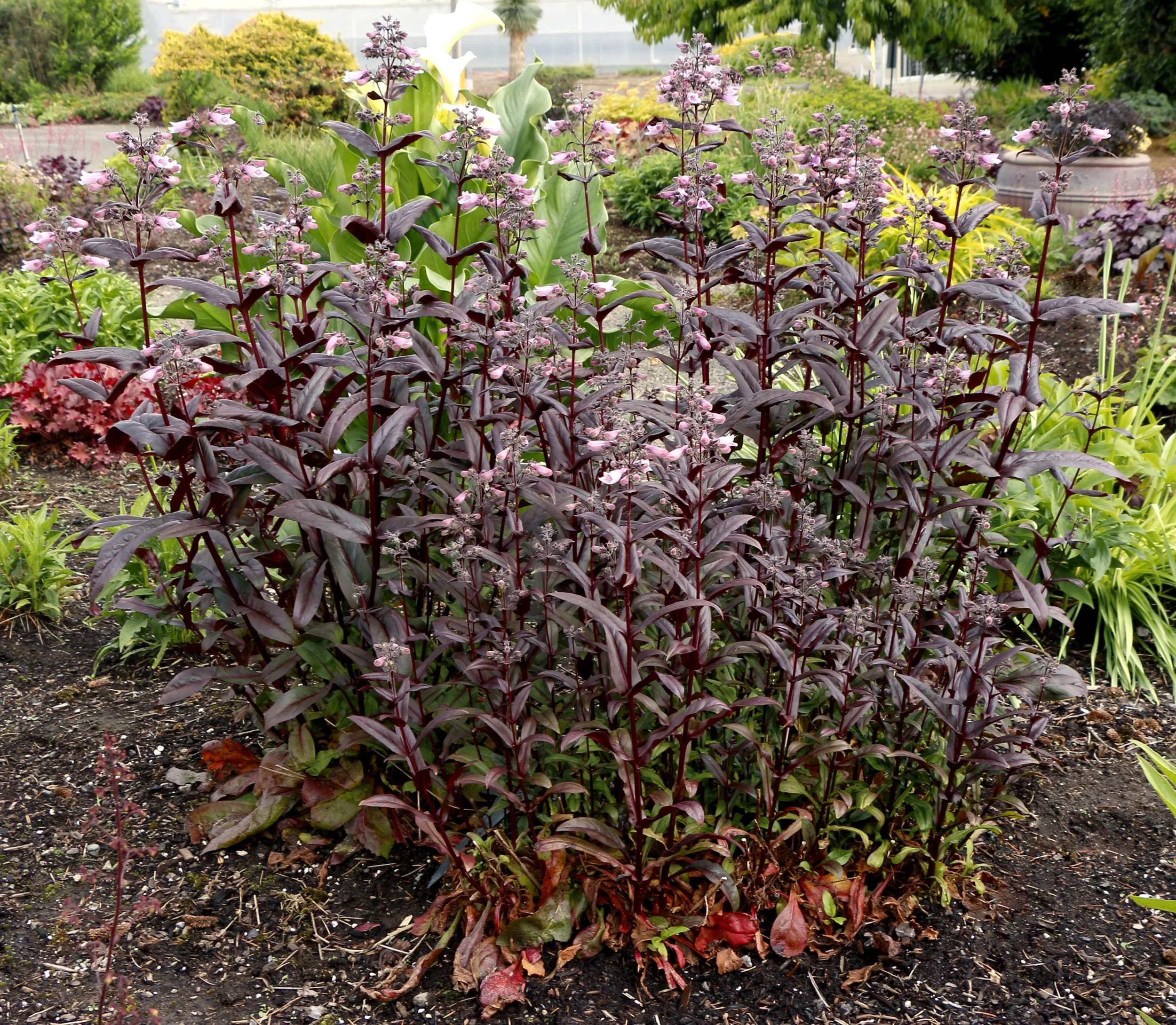 Penstemon-Dakota-Burgundy-10.jpg