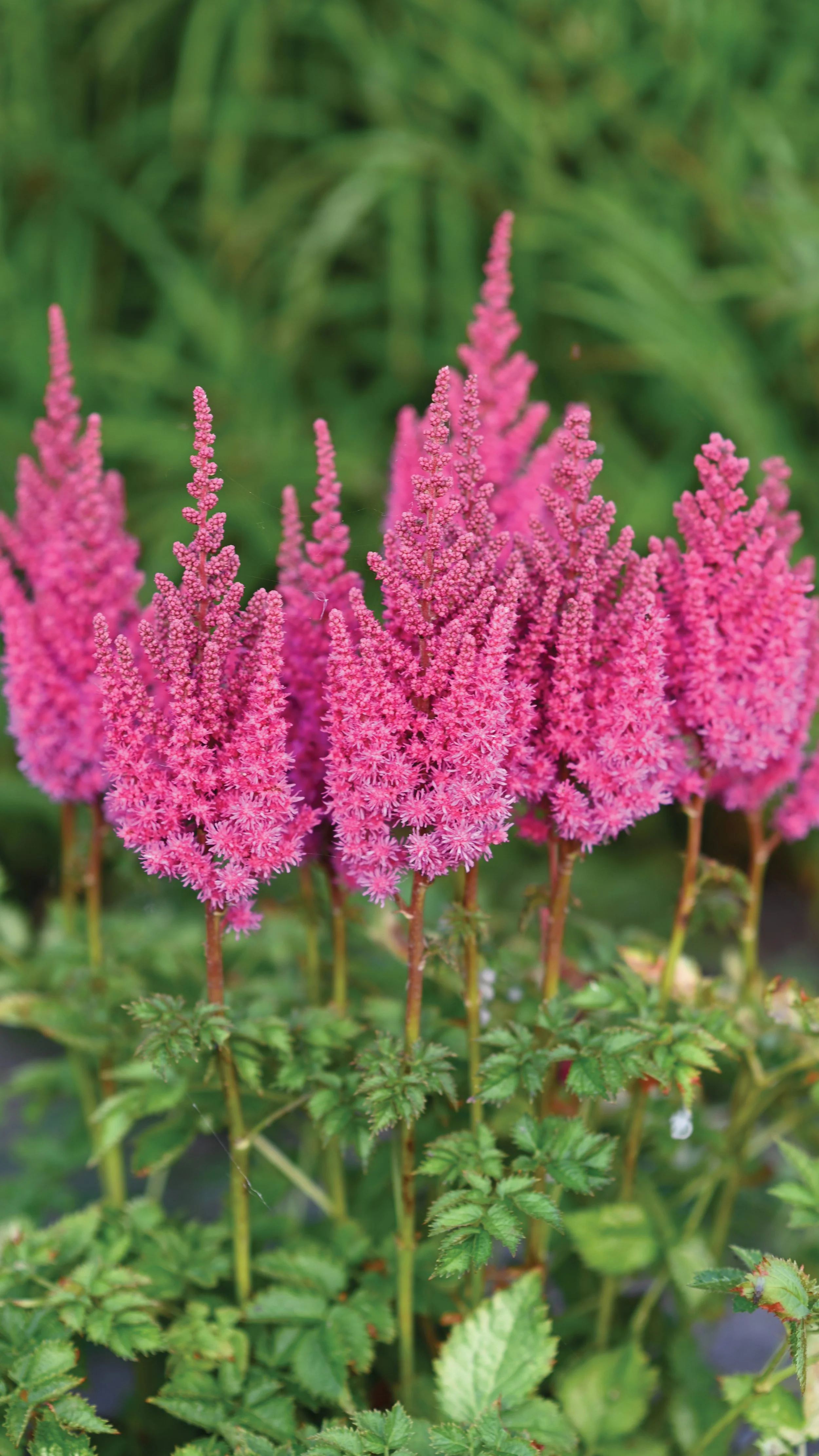 Astilbe chinensis 'You and Me Always'
