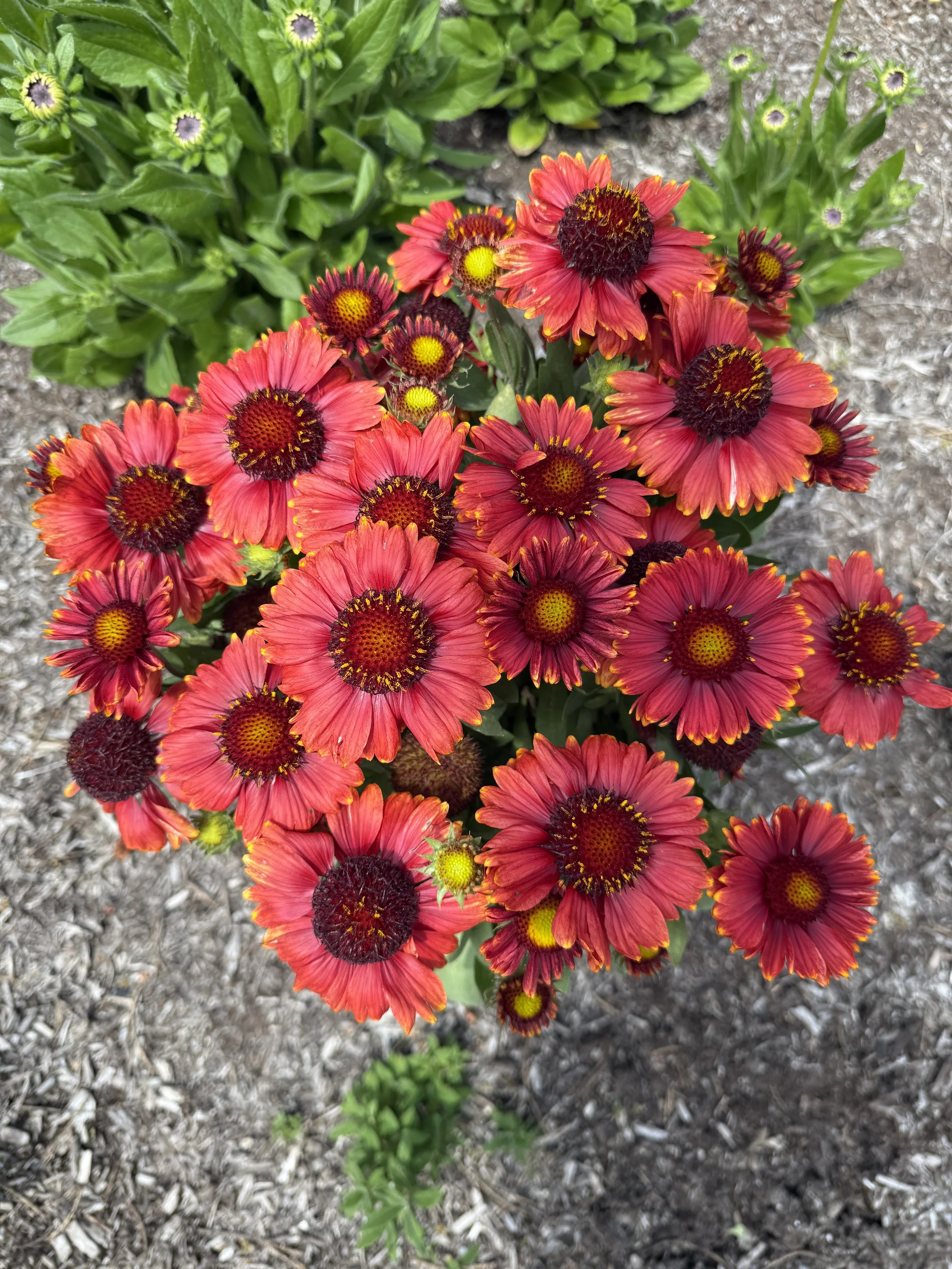 Gaillardia aristata 'Low Rider'