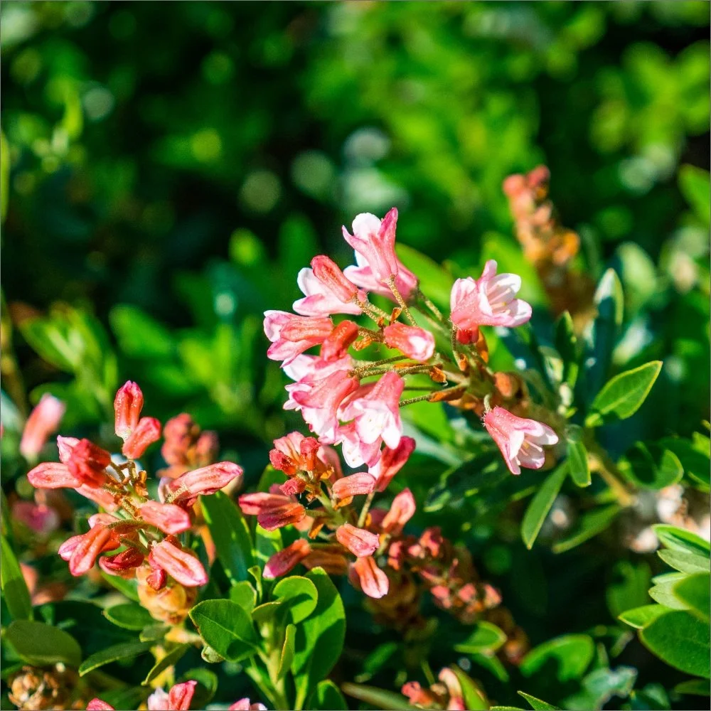 bloombux-magenta-bloom-02.jpg