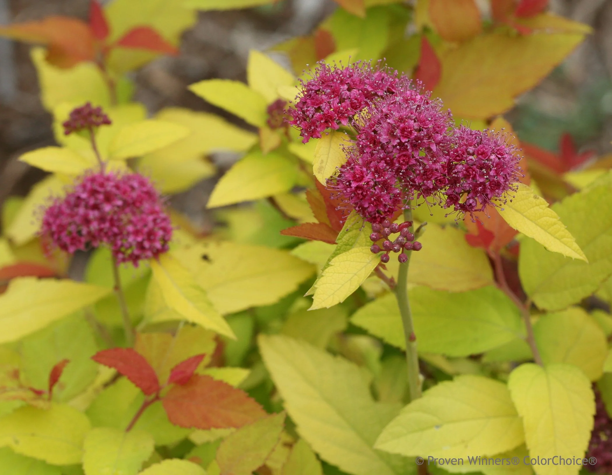 double_play_candy_corn_spirea_blooms_close_up.jpg