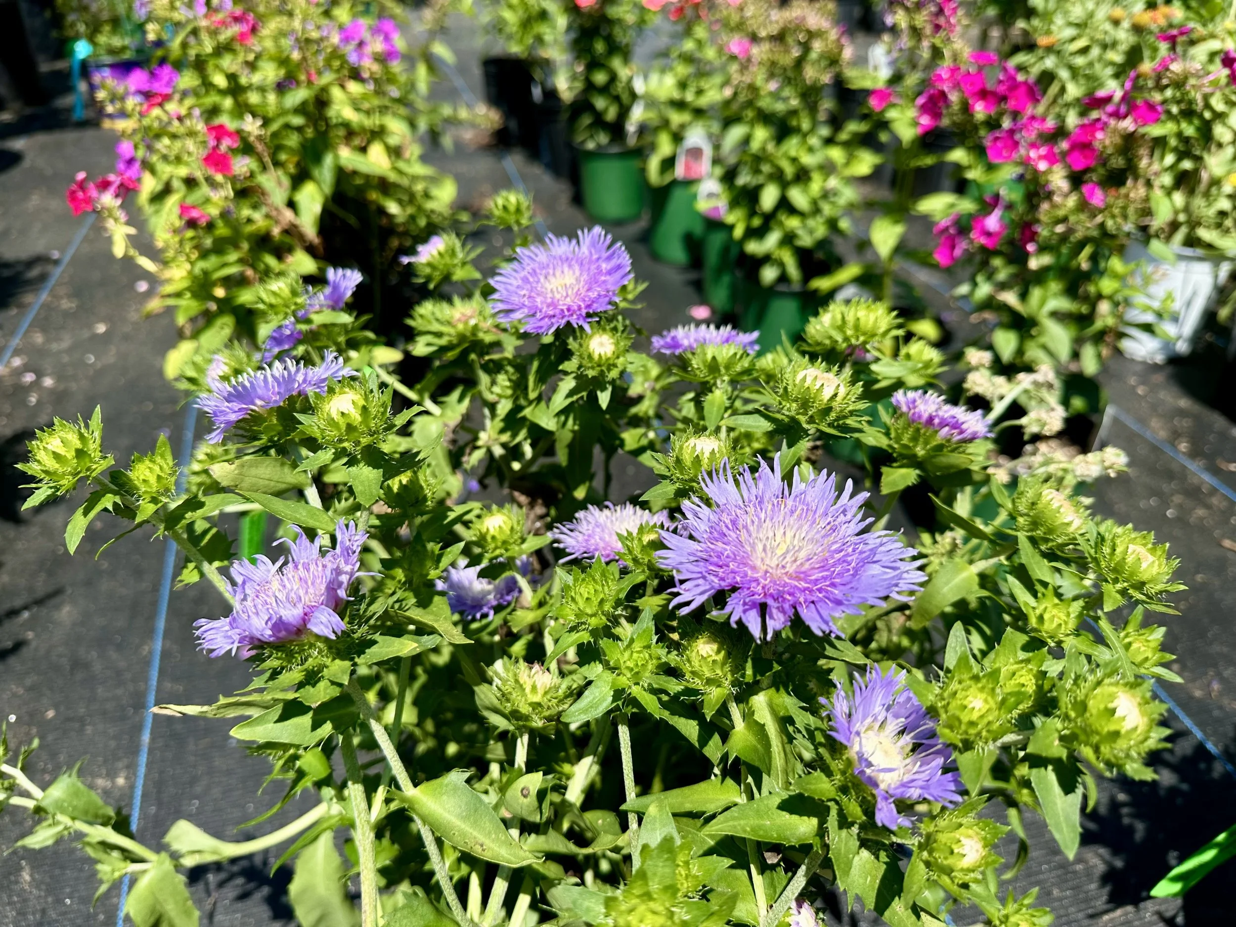 Stokesia laevis 'Mel's Blue'