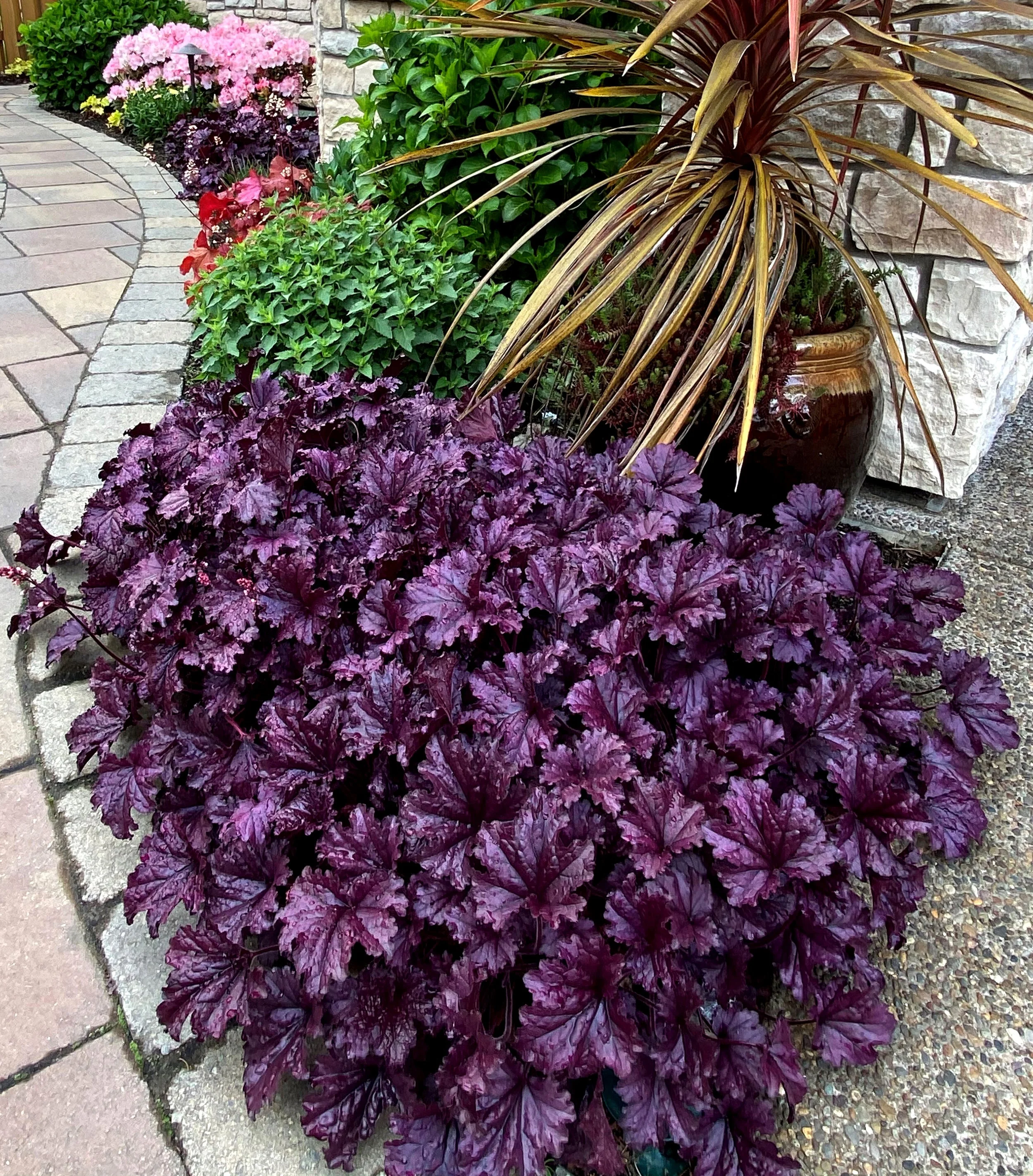 Heuchera-Forever-Purple-16.jpg