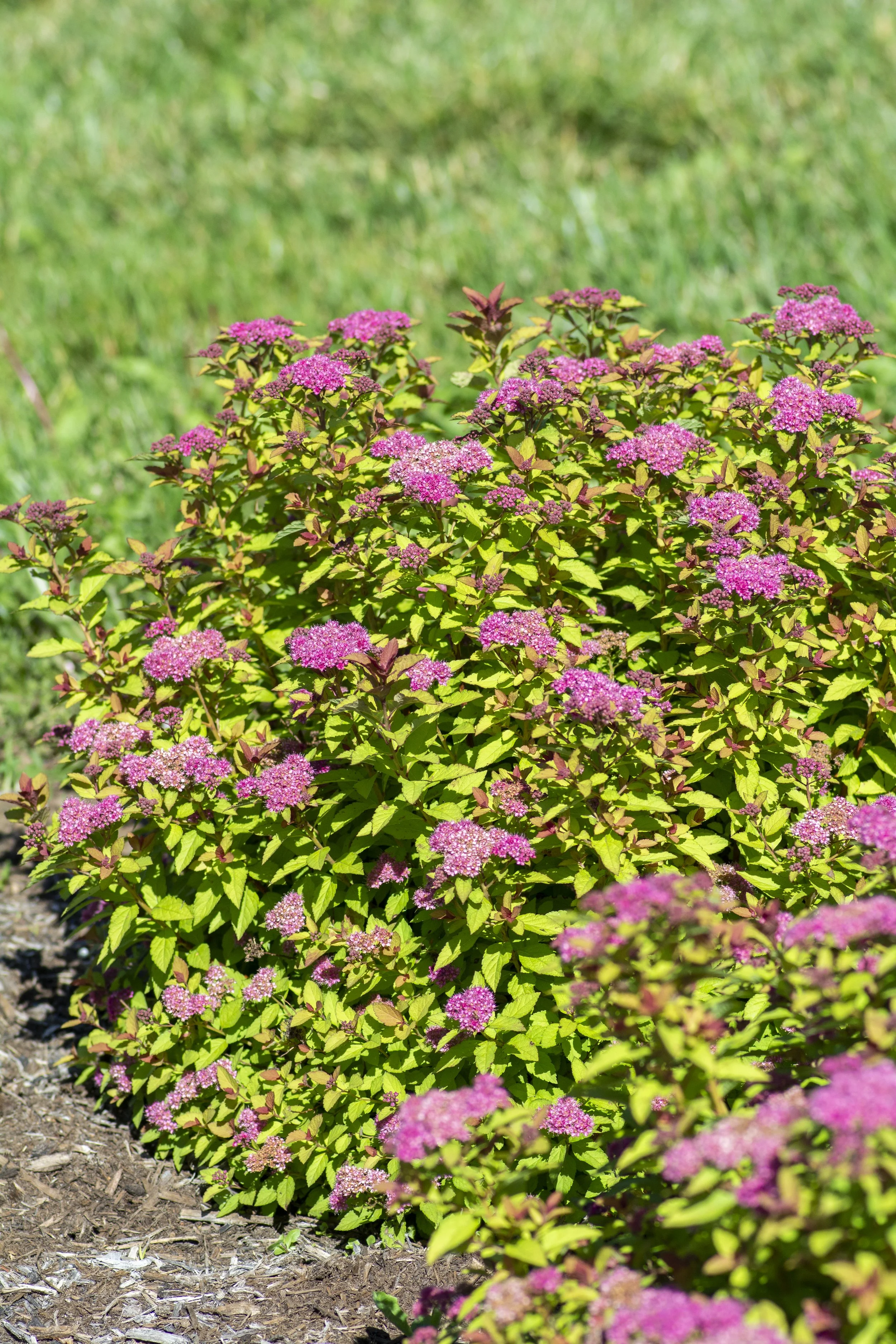 MAIN_Spiraea_EmpireNorthernLights_Habits_003.jpg