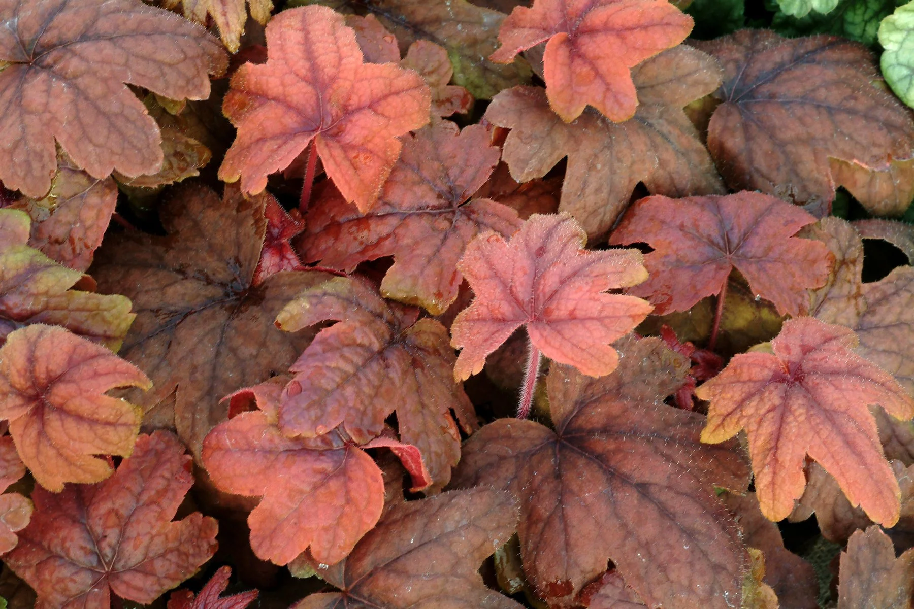 Heucherella-Sweet-Tea-3.jpg