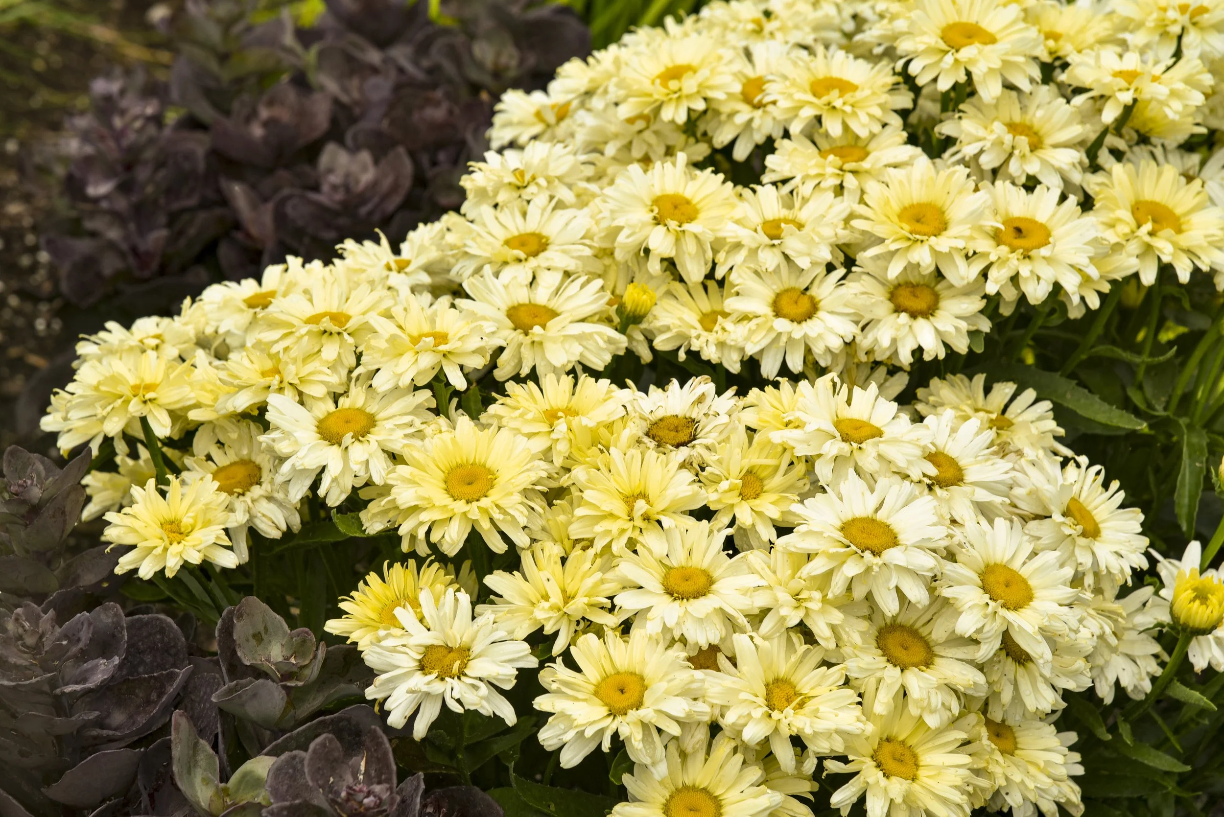 Leucanthemum x superbum 'Banana Cream II'