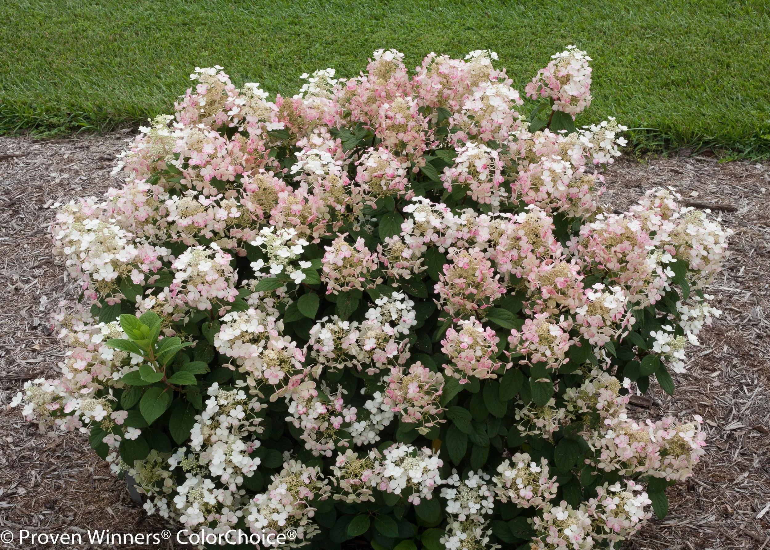 little_quick_fire_hydrangea-3282.jpg