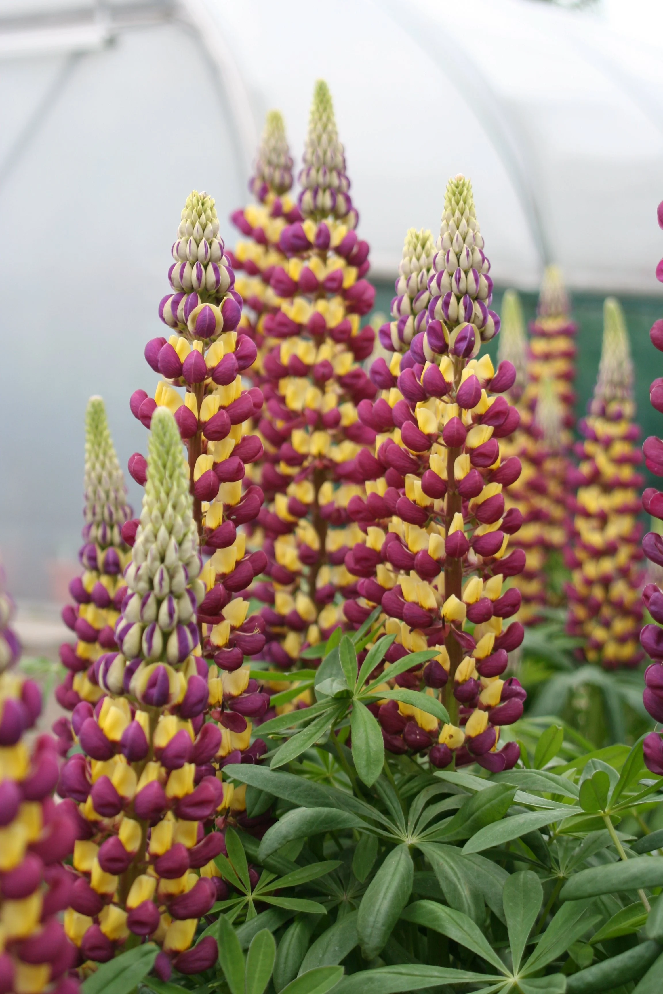 Lupinus polyphyllus 'Manhattan Lights'