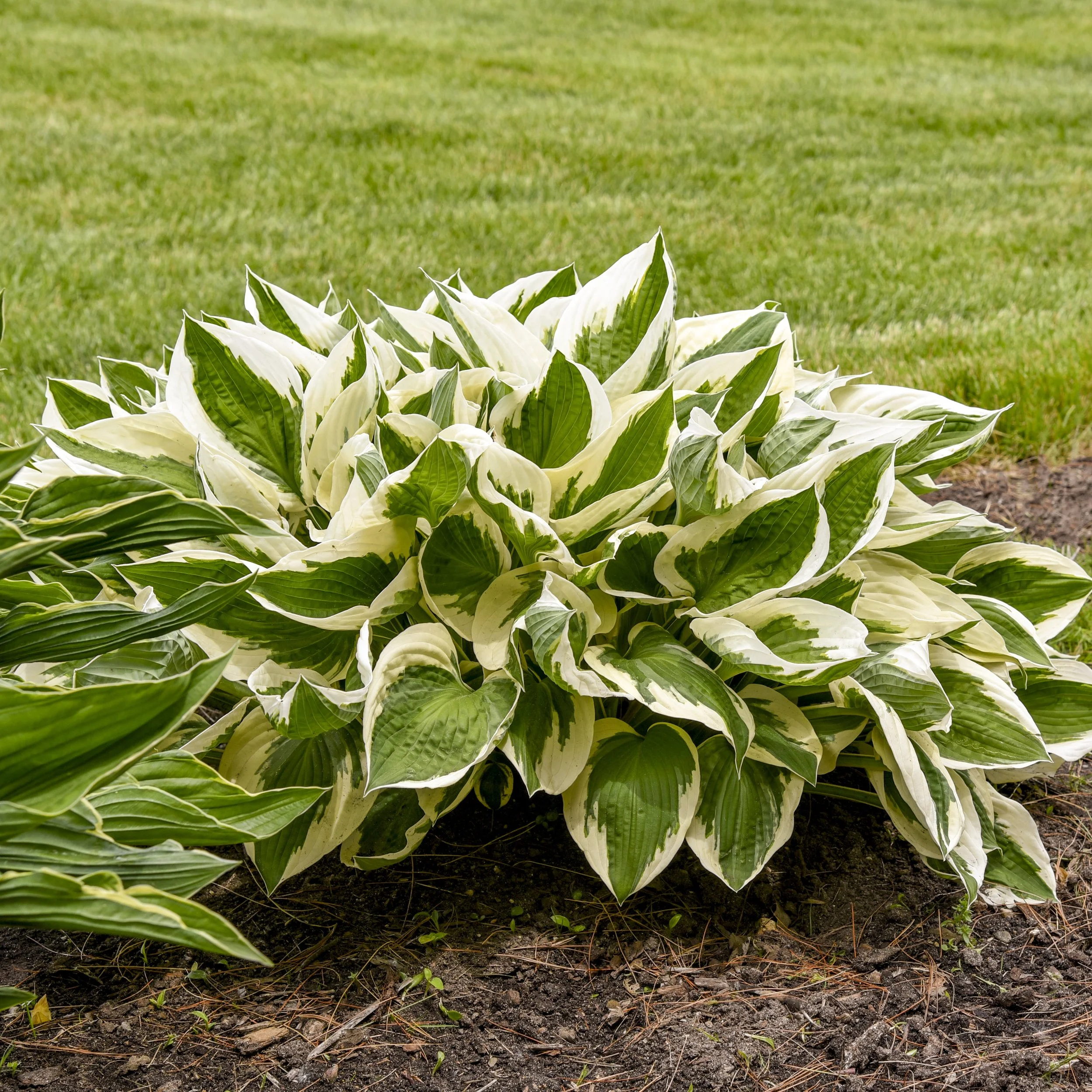 Hosta x 'Patriot'