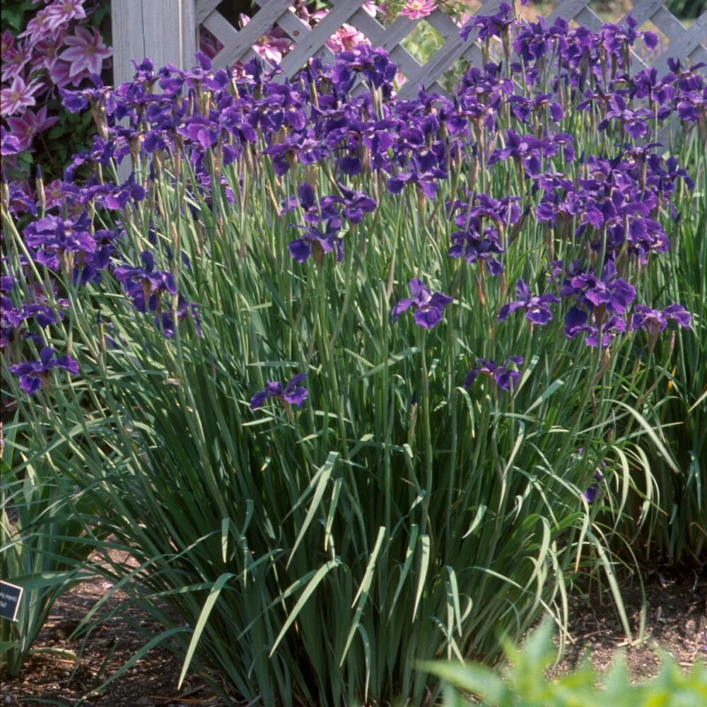 Iris sibirica 'Caesar's Brother' 0001 high res.jpg