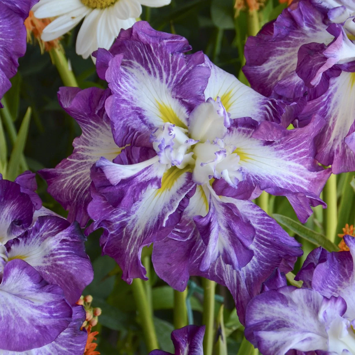 Iris ensata 'Lion King' 0000 high res.jpg