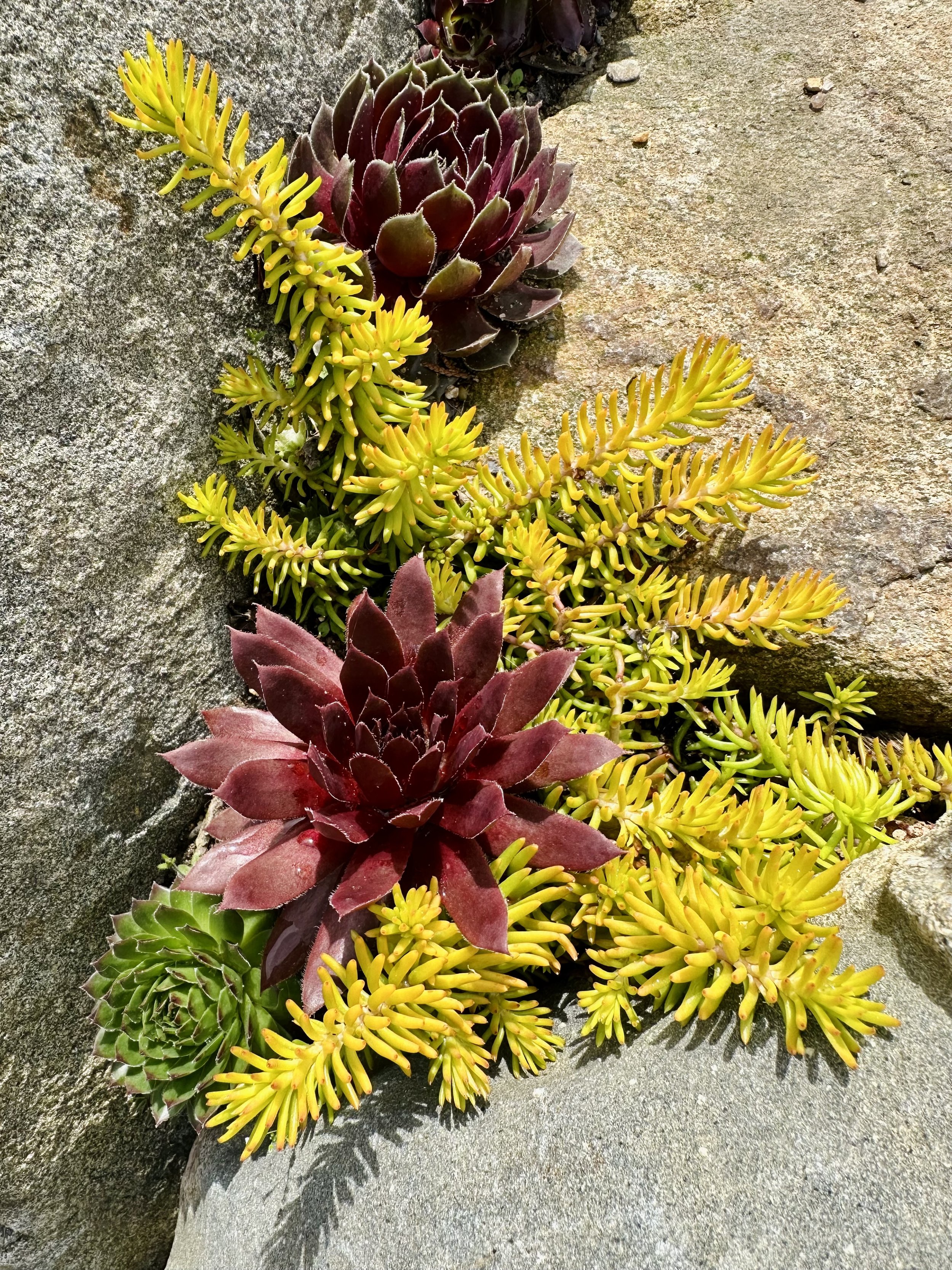 Sedum rupestre 'Prima Angelina'