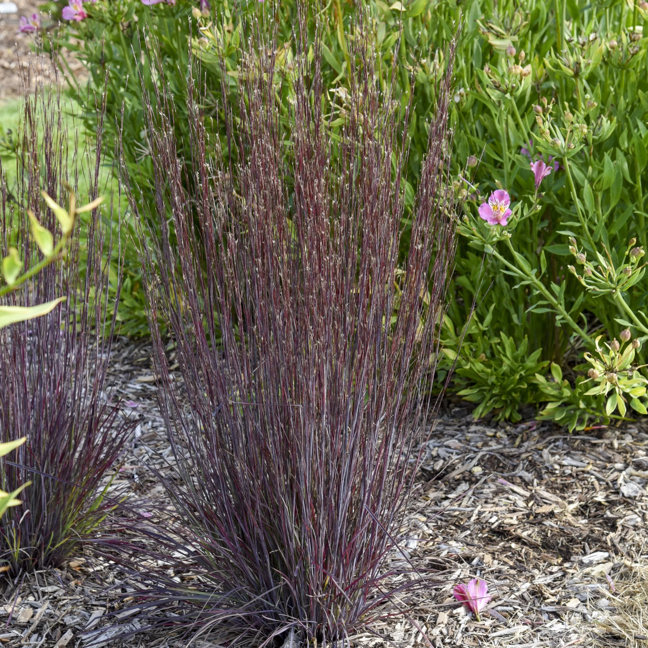 Schizachyrium scoparium 'Cinnamon Sticks' PPAF 0000 high res.jpg